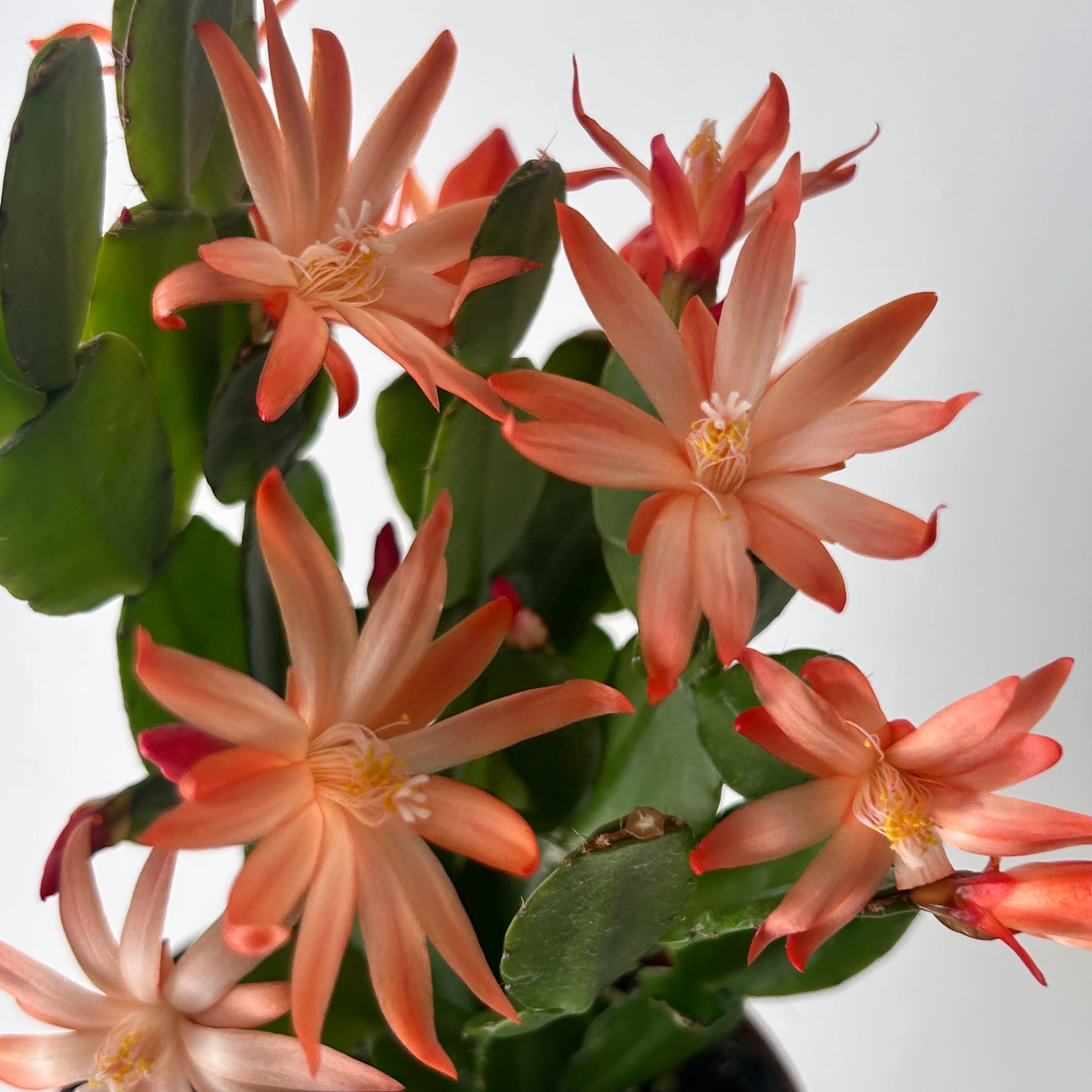 Easter Cactus (Rhipsalidopsis gaertneri ) 4”pot