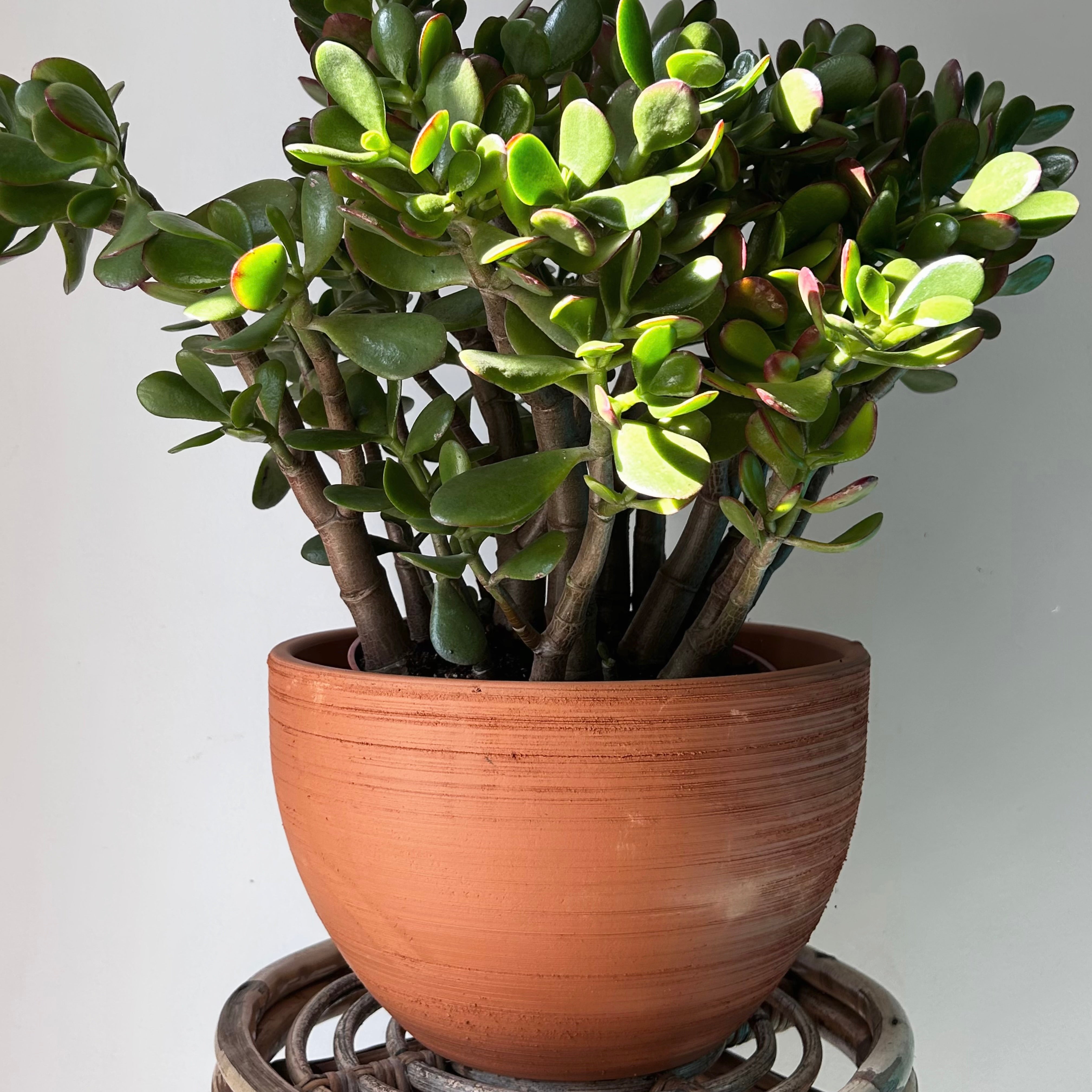 TERRACOTTA Clay Planter (10”x6.5”)