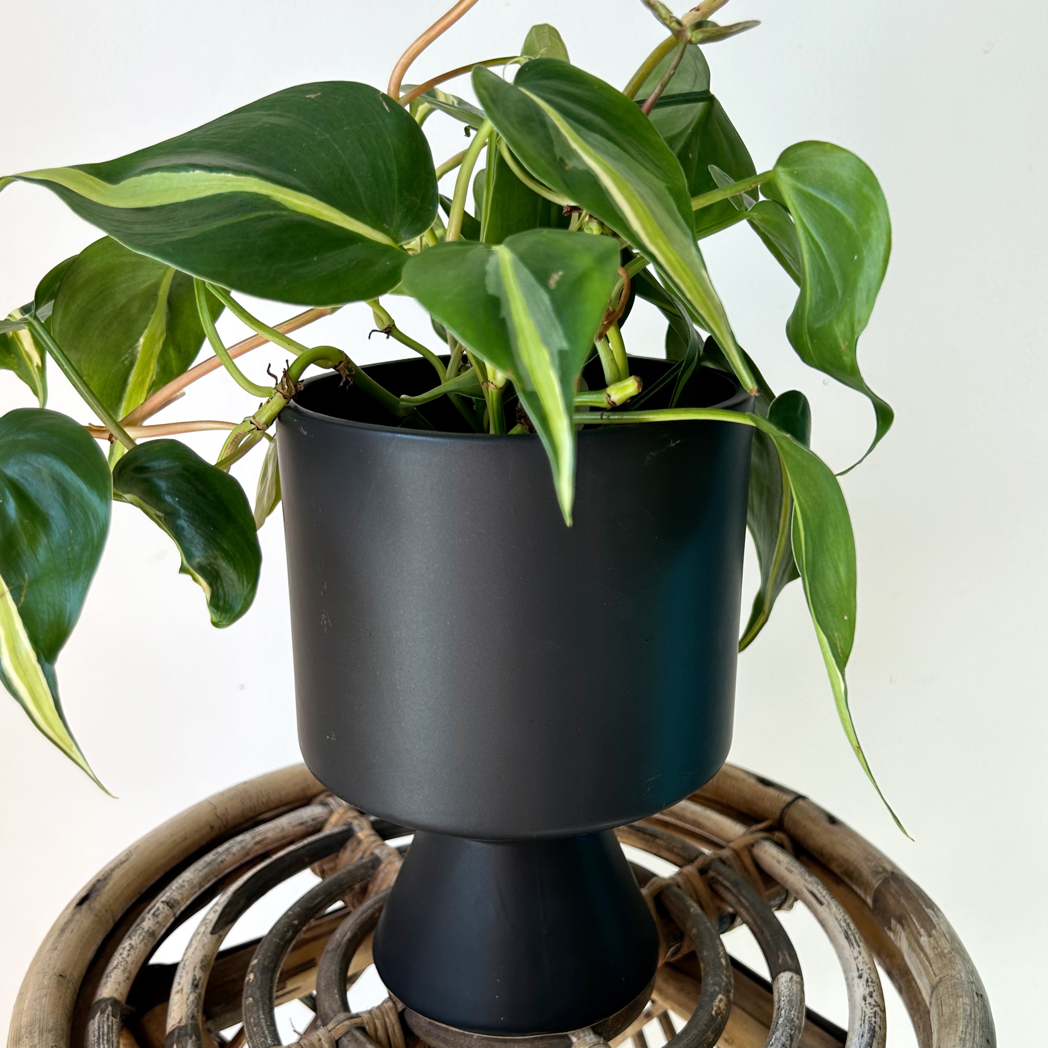 DEVILLE Minimalist Elevated Pot MATTE BLACK (5”x8”)