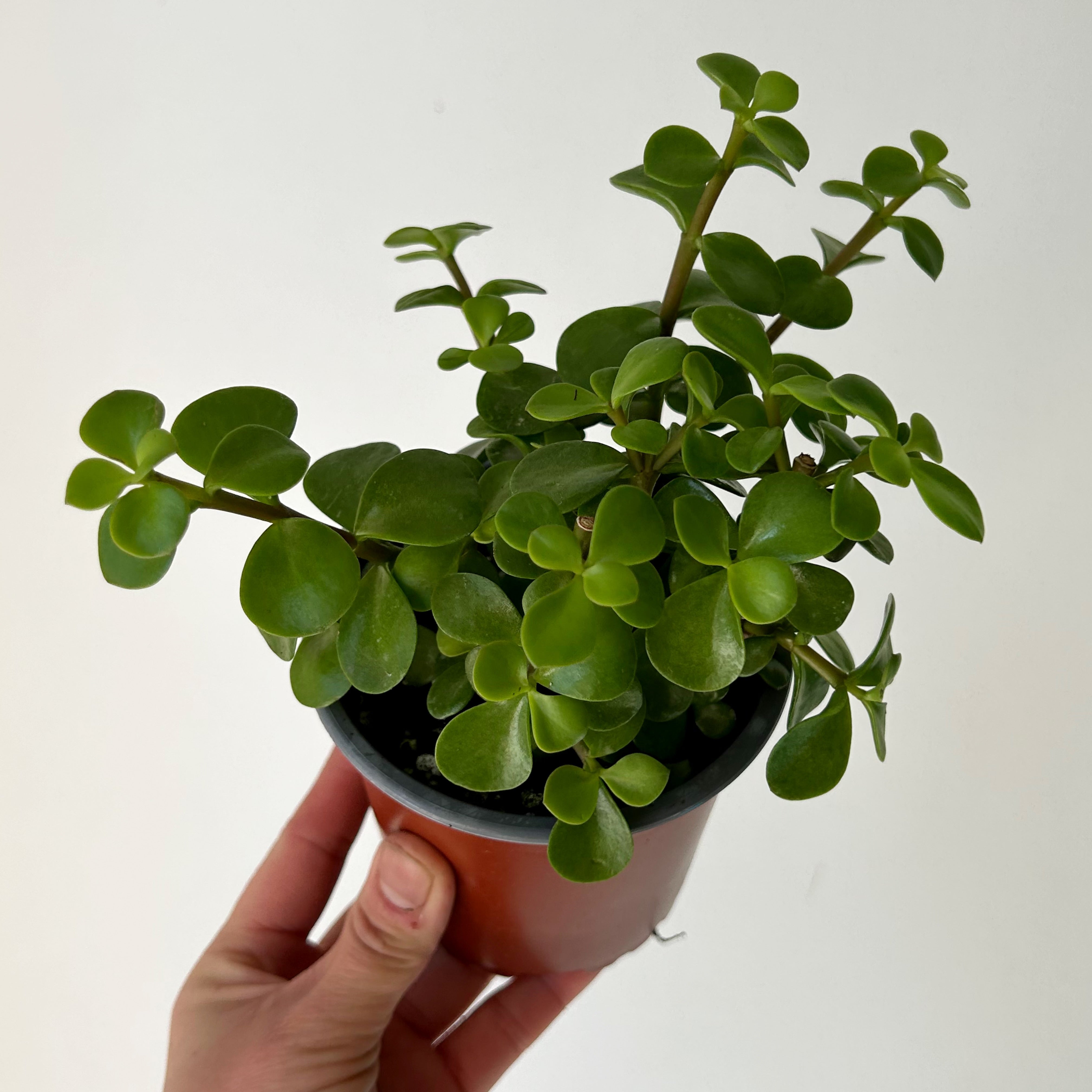 Elephant Bush Succulent Green (Portulacaria Afra) 4”pot