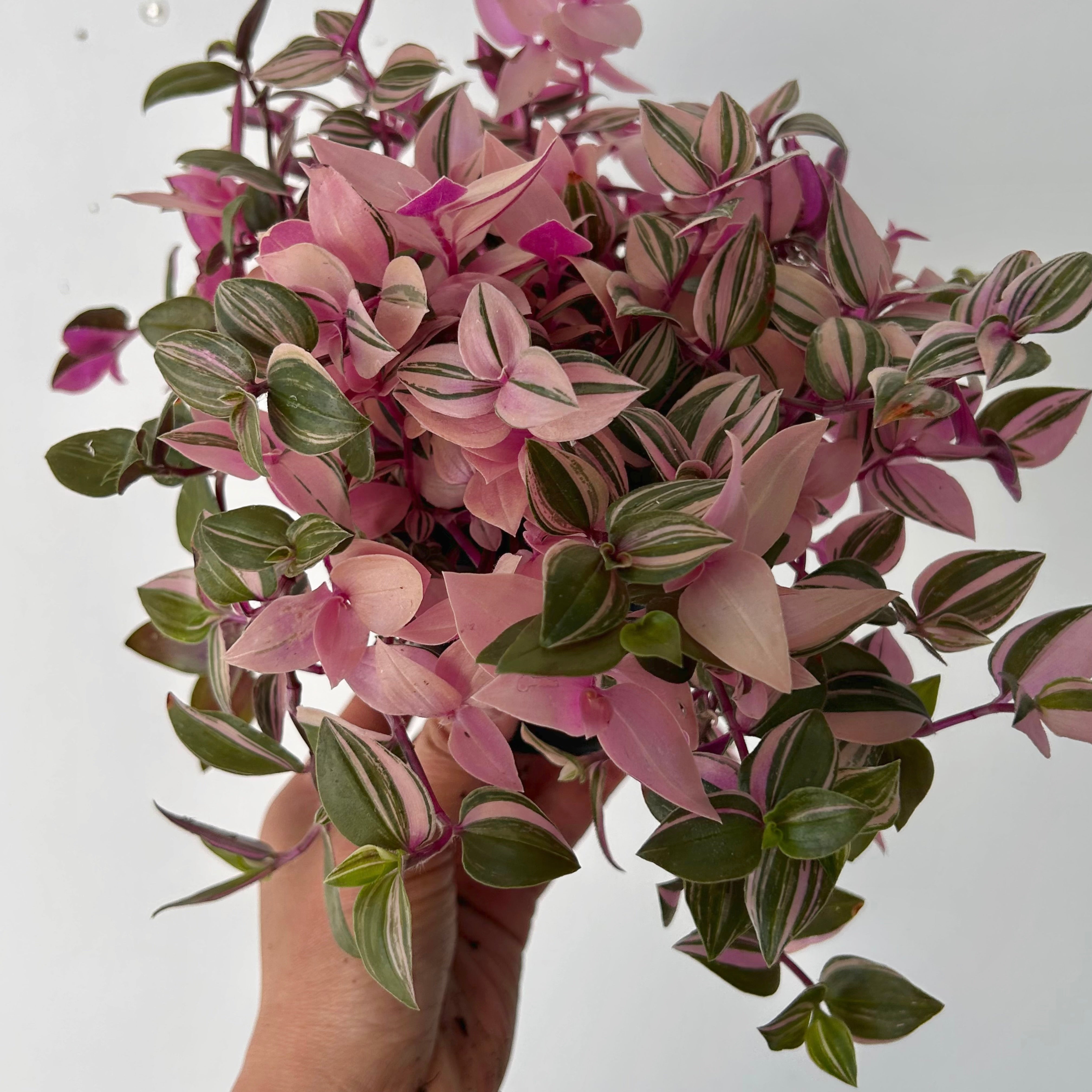 Tradescantia fluminensis Tricolour 4”pot