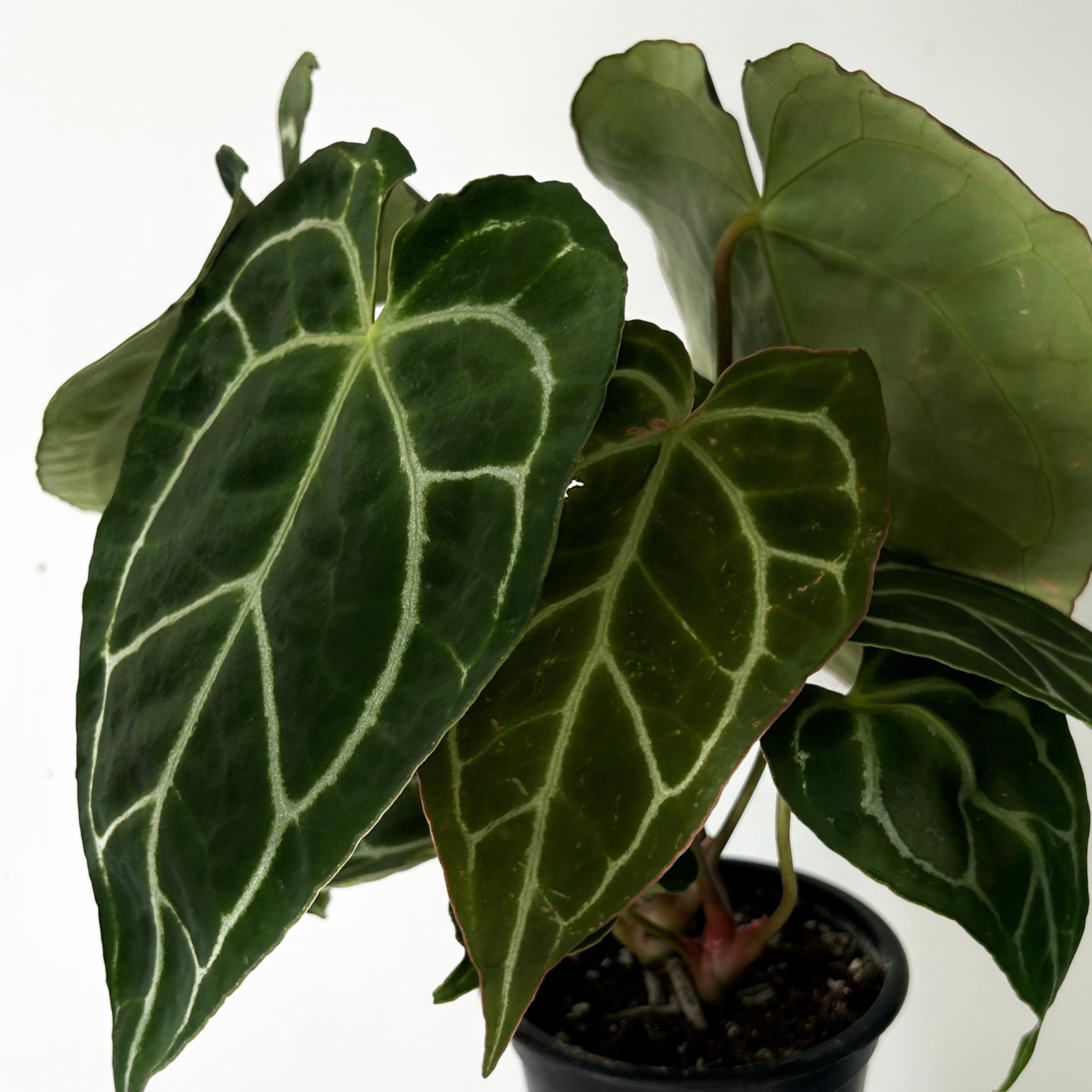 Anthurium Crystallinum 3.5”pot