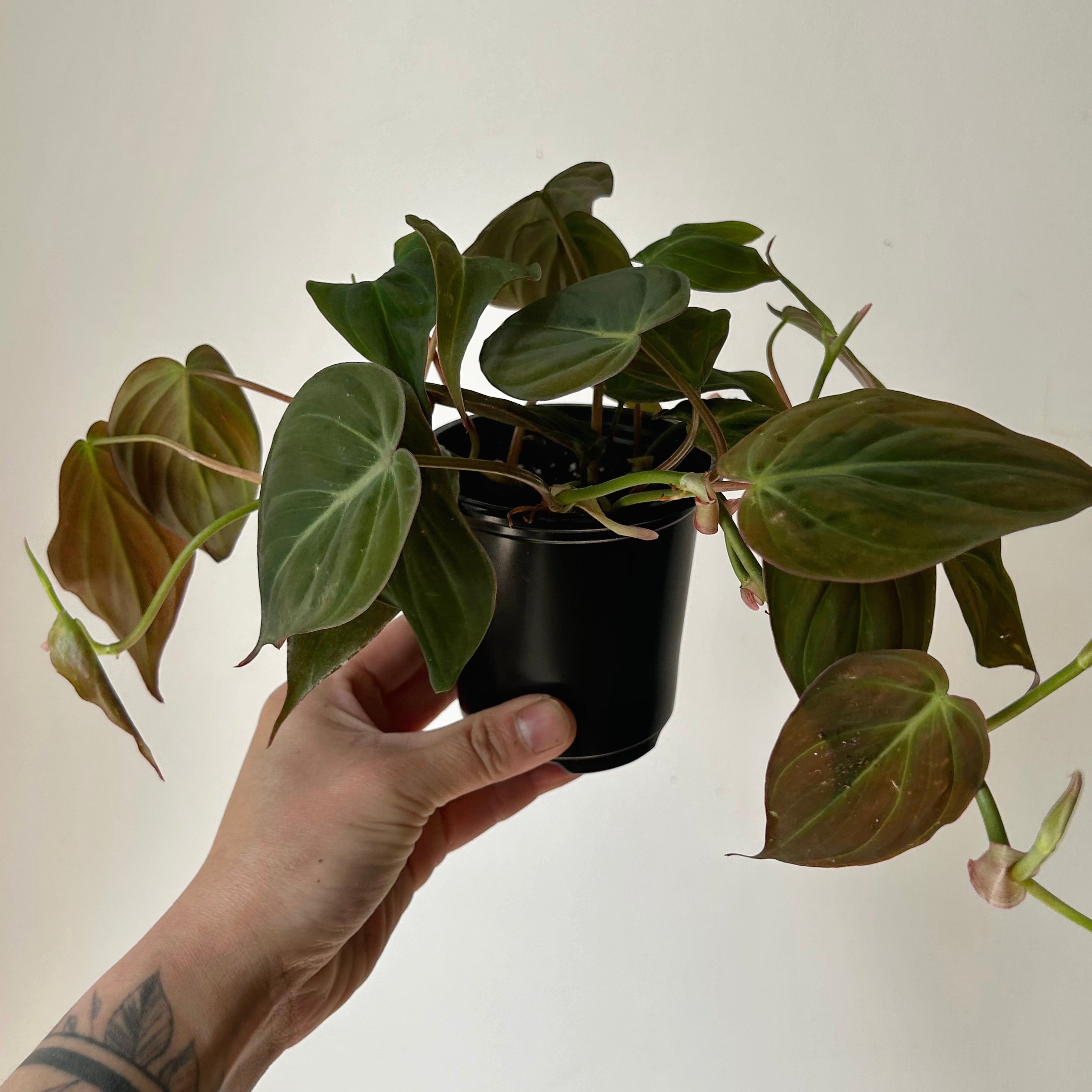 Philodendron Micans 3.5”pot