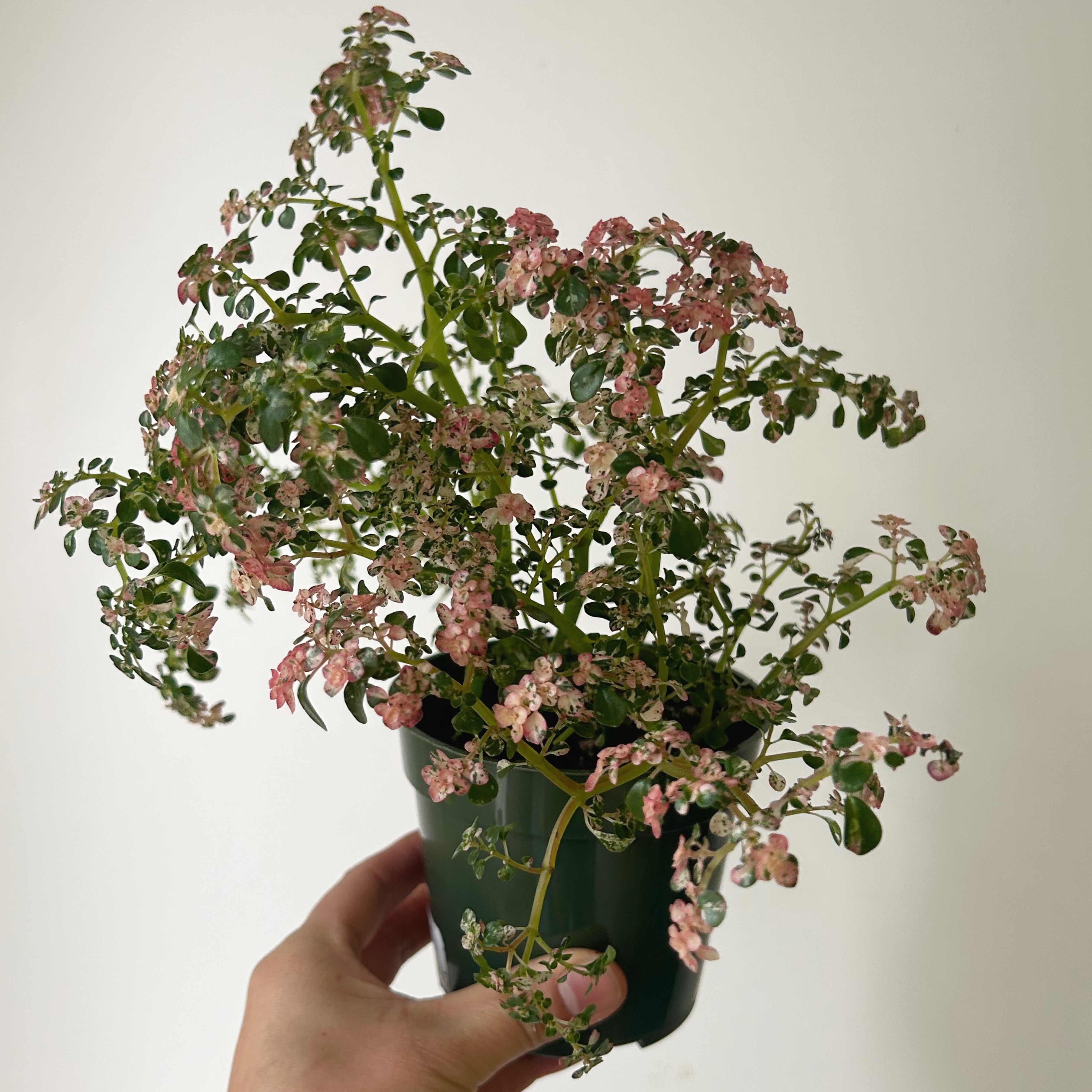 Variegated Artillery Plant (Pilea microphylla variegata) 4” pot