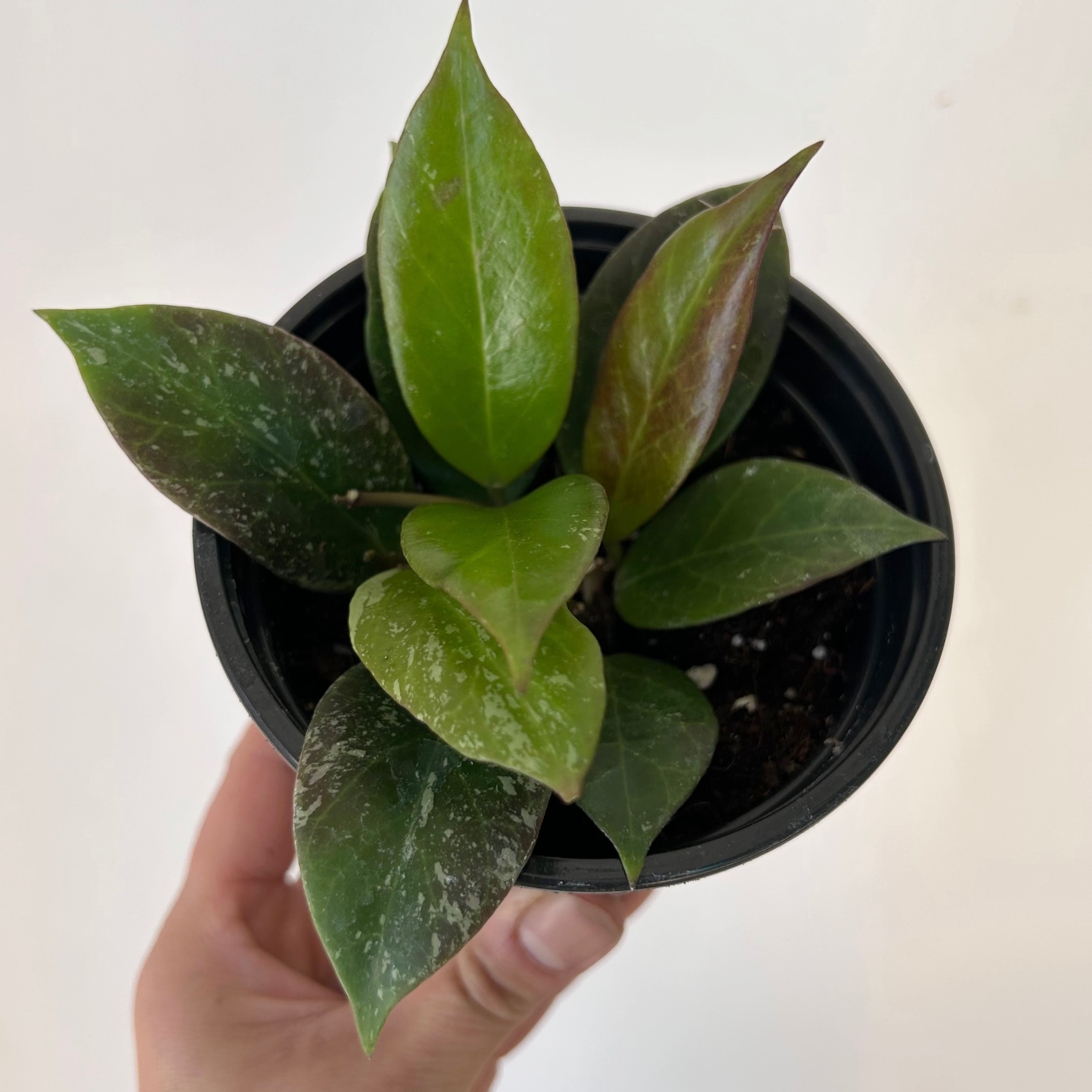 Hoya Sunrise 4” pot