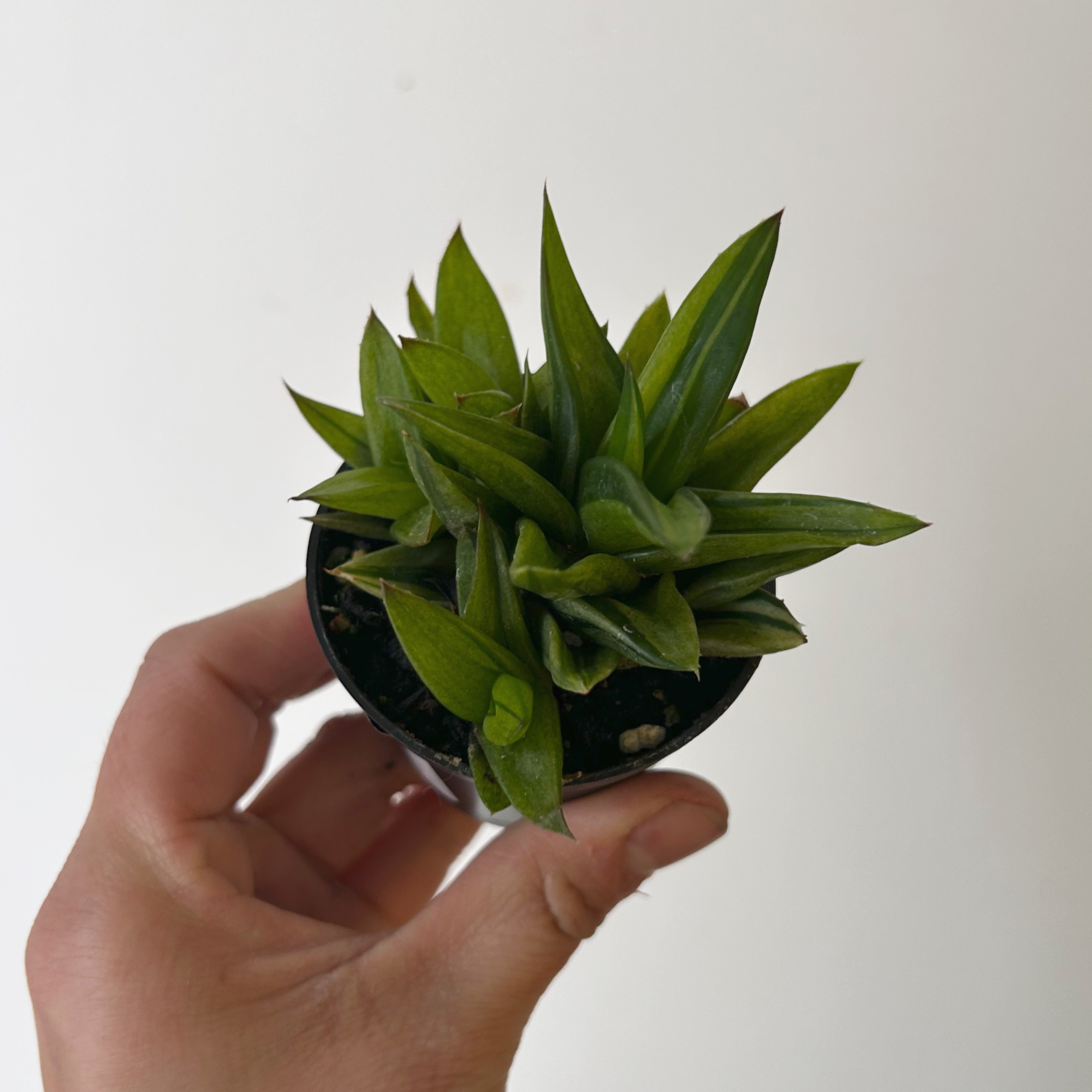 Variegated Aloe "Black Gem" 2.5”pot