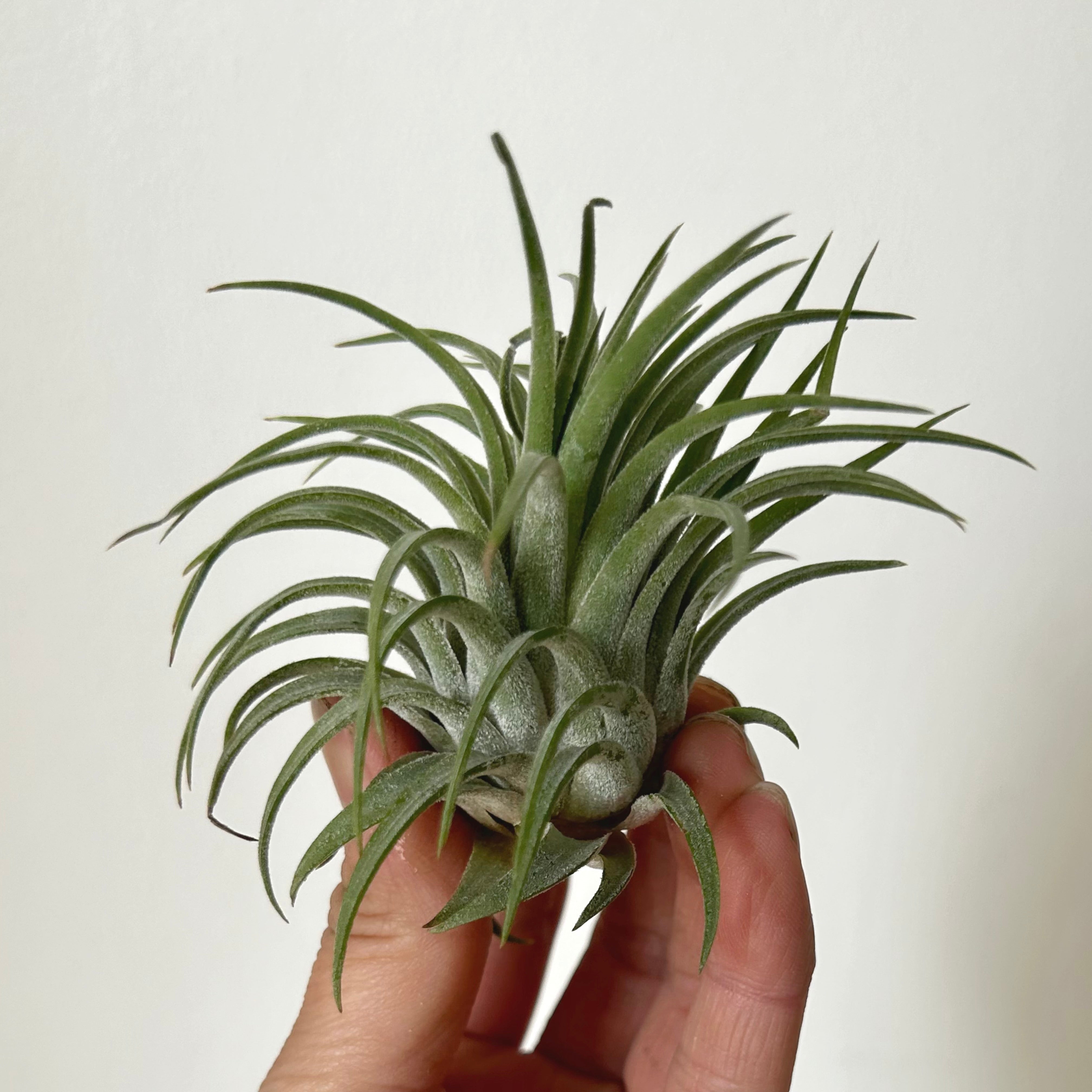 Tillandsia Ionantha