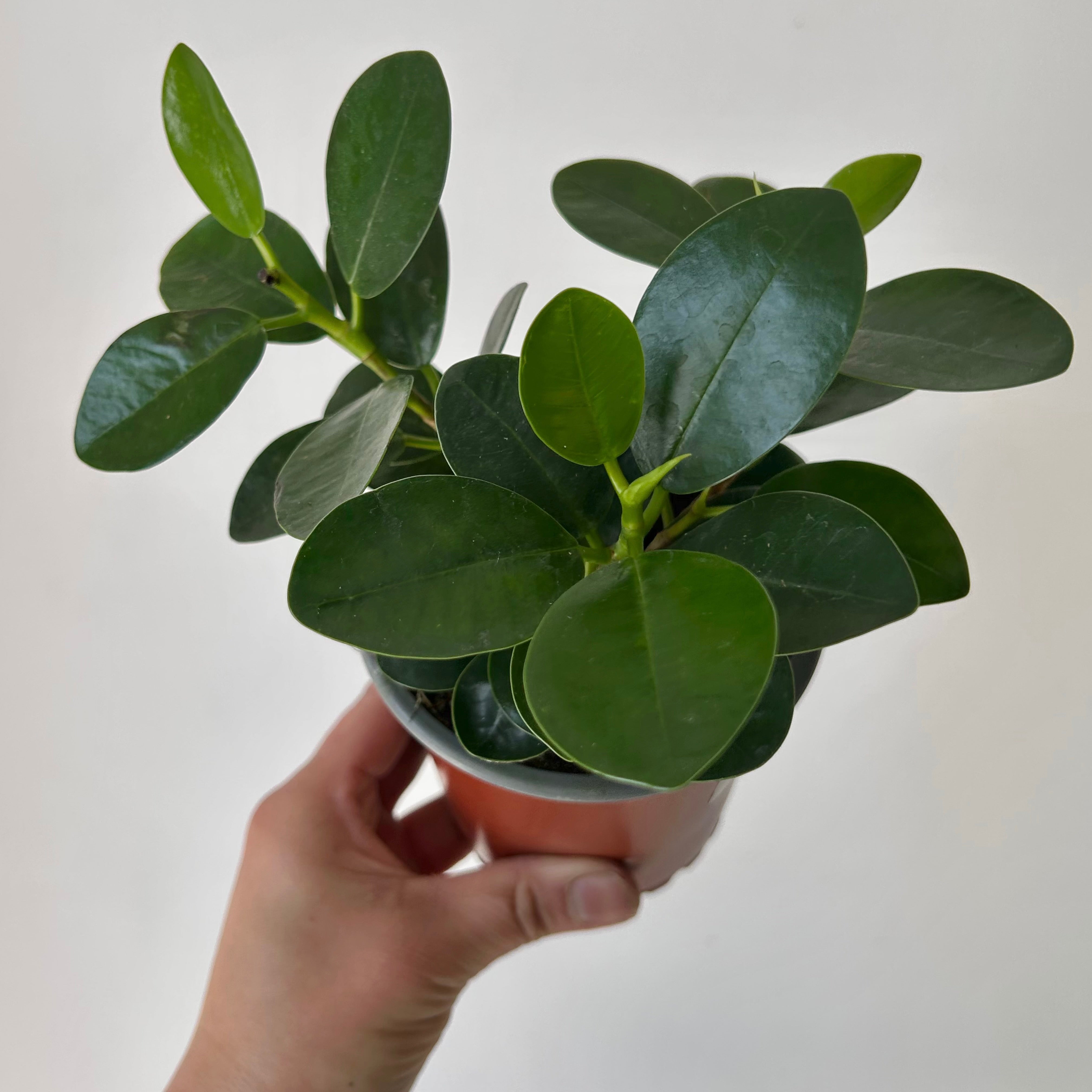 Ficus microcarpa “Green Island” 4” pot