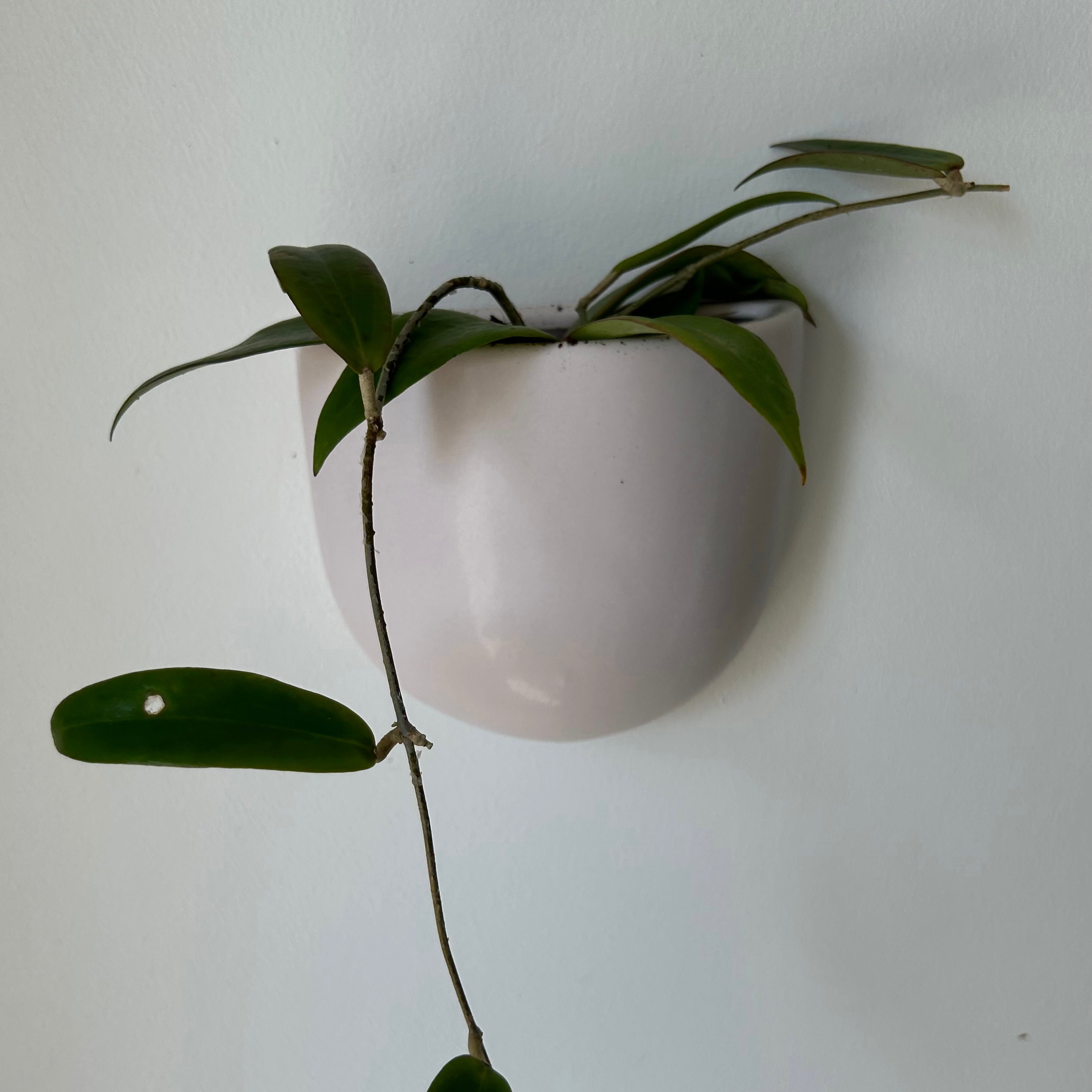Modern Ceramic Wall Pocket SOFT PINK