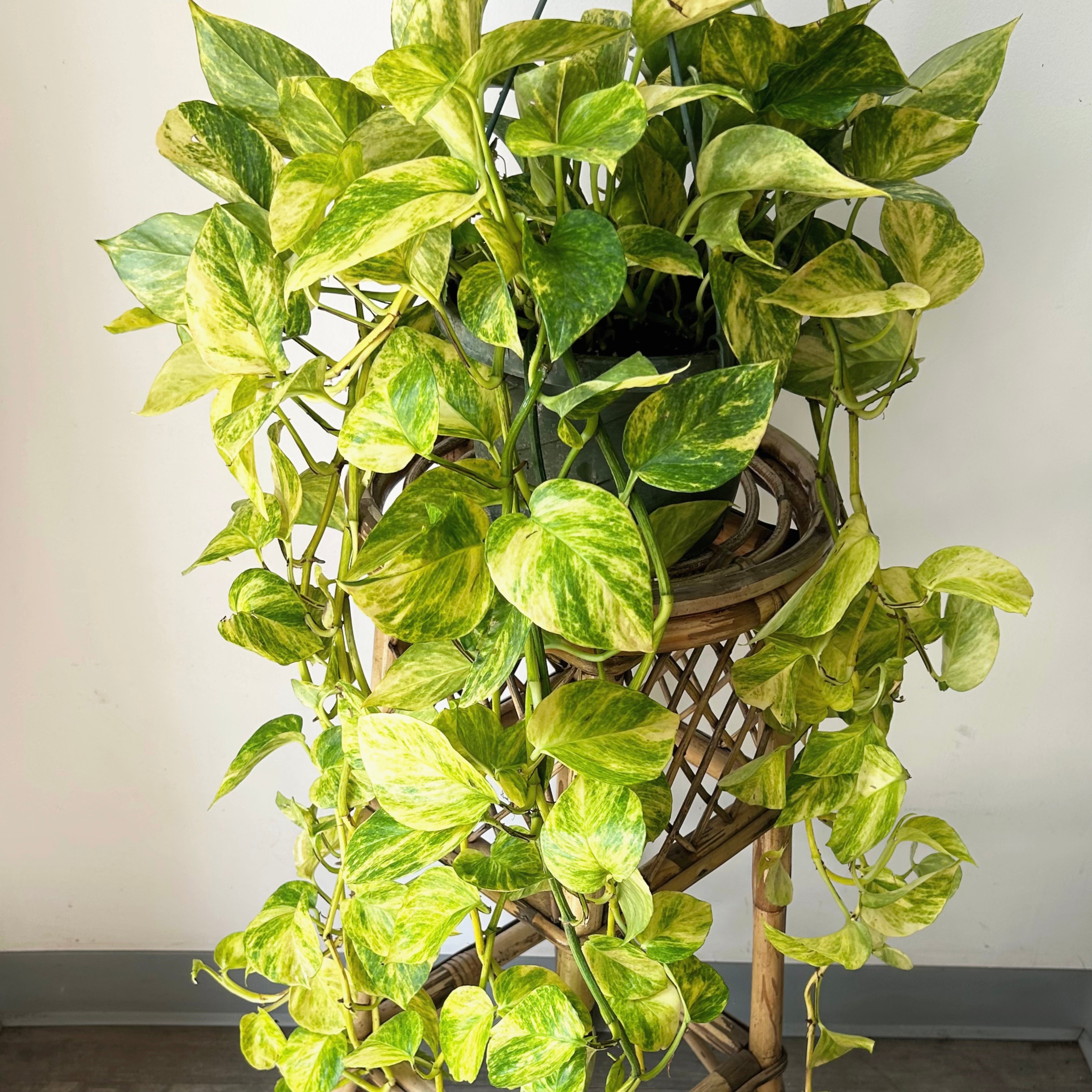 Pothos “Neon Queen” 8” hanging  basket