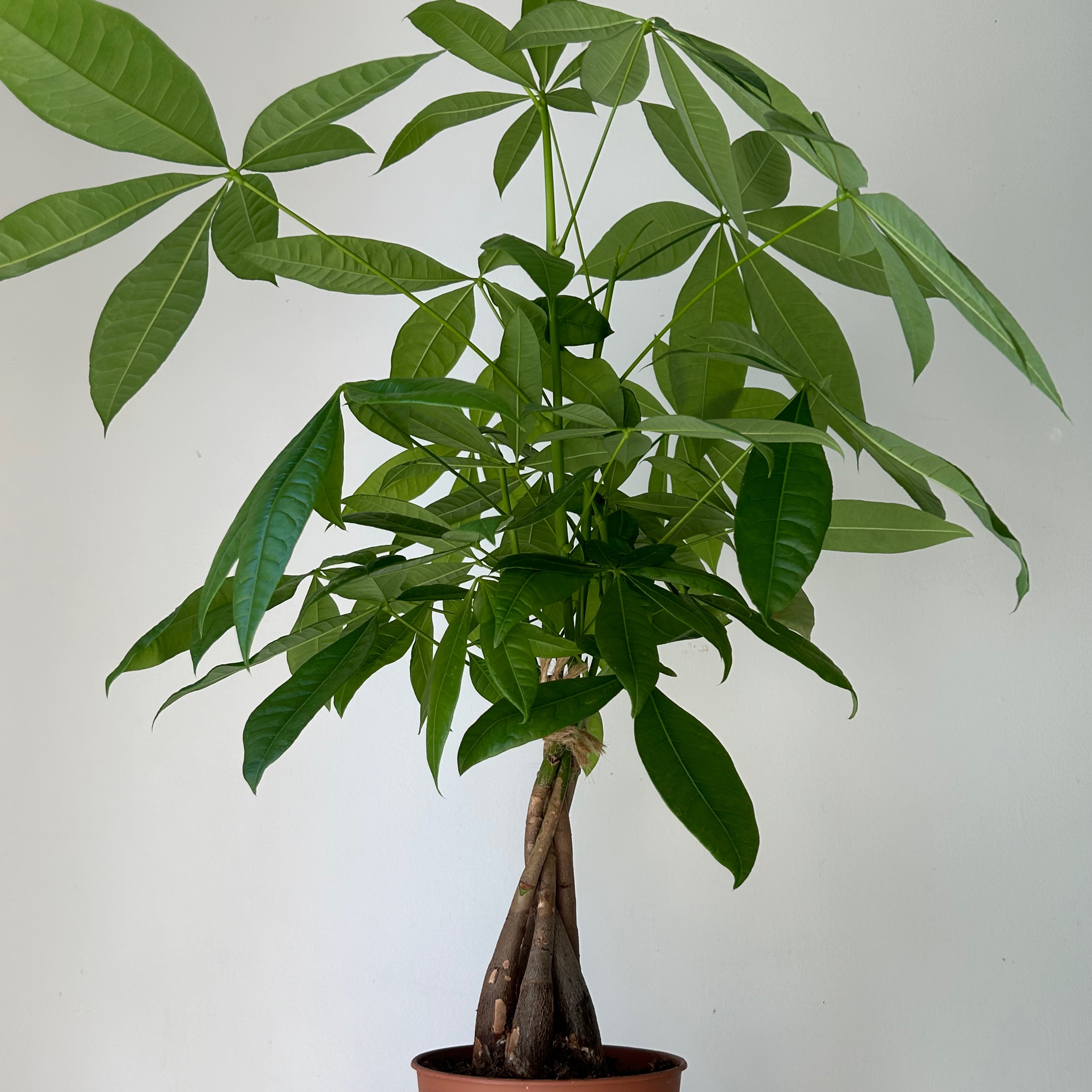 Money Tree (Pachira aquatica) 5”pot