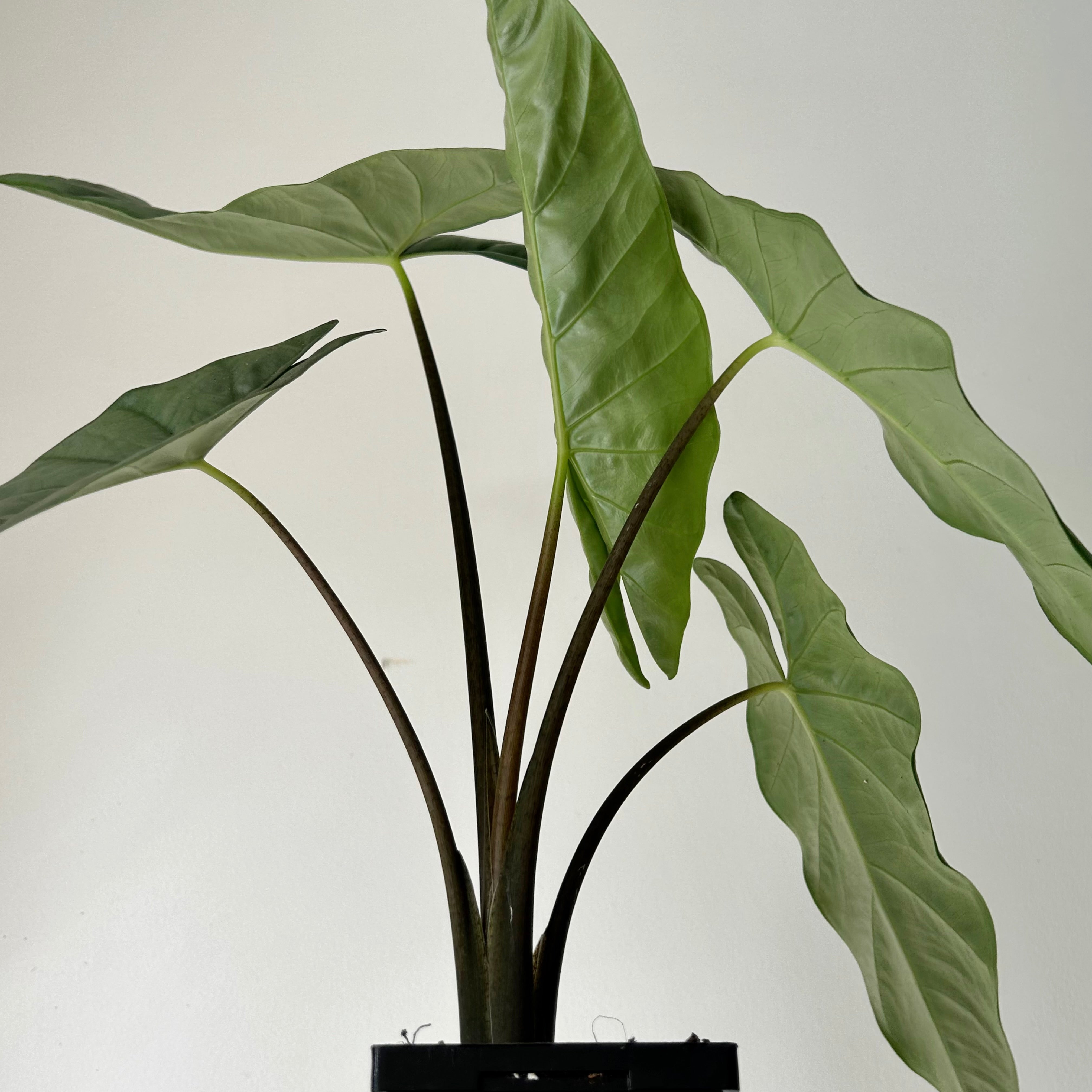 Alocasia Corazon 4”pot