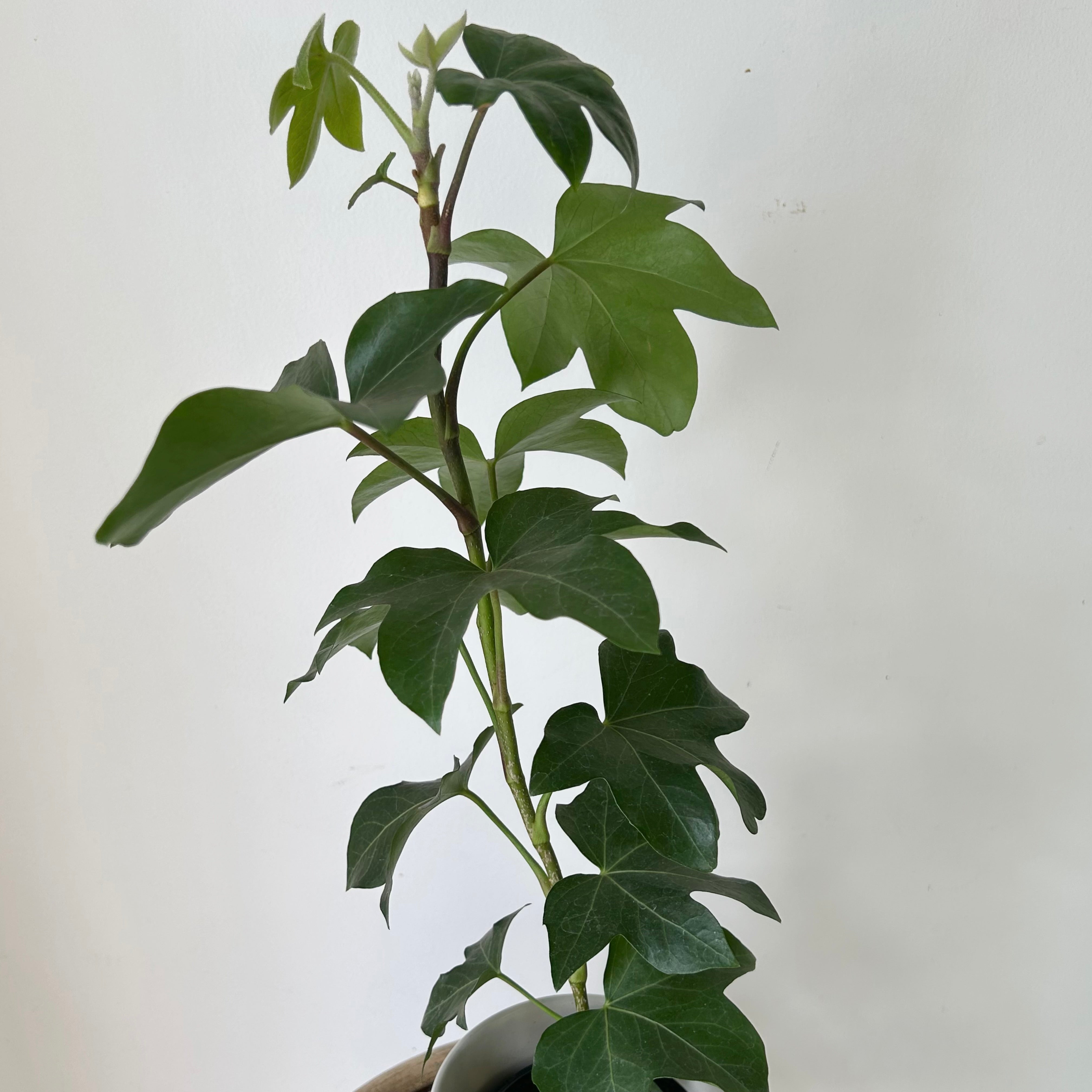Tree Ivy Hybrid (xFatshedera lizei) 4” pot