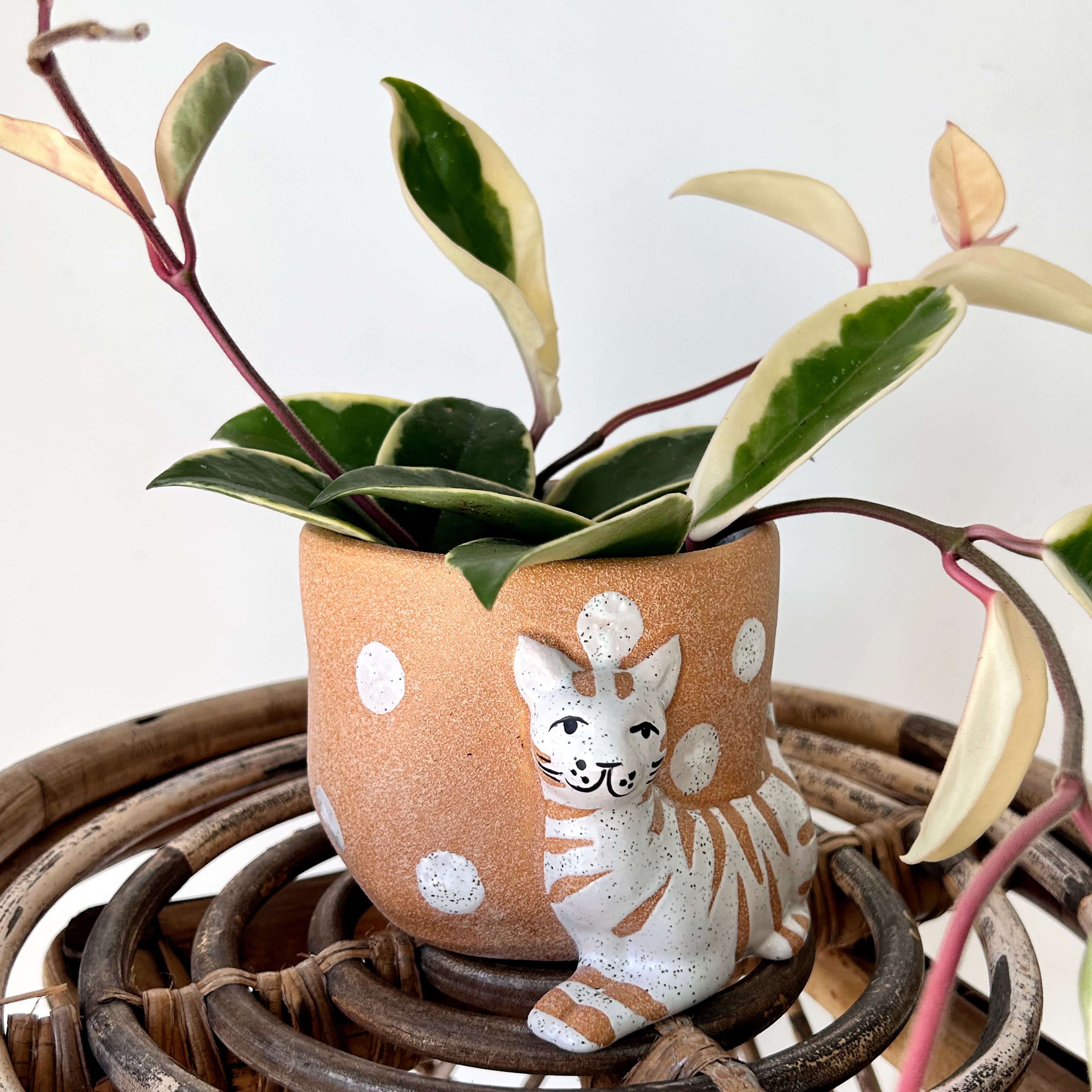 Pampered CAT Decorative Planter (4”x3.75”)