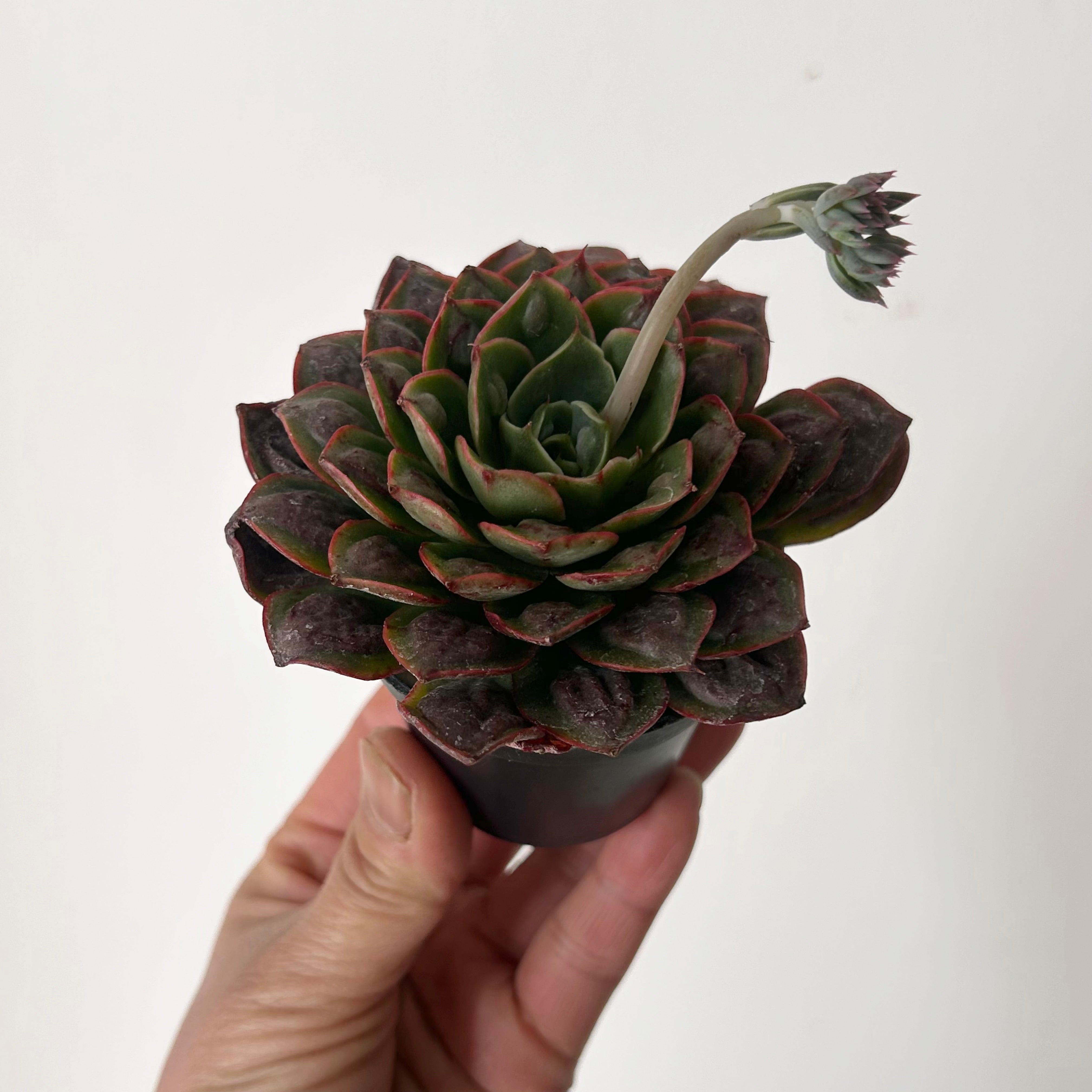 Echeveria “Raindrop” 2.5”pot