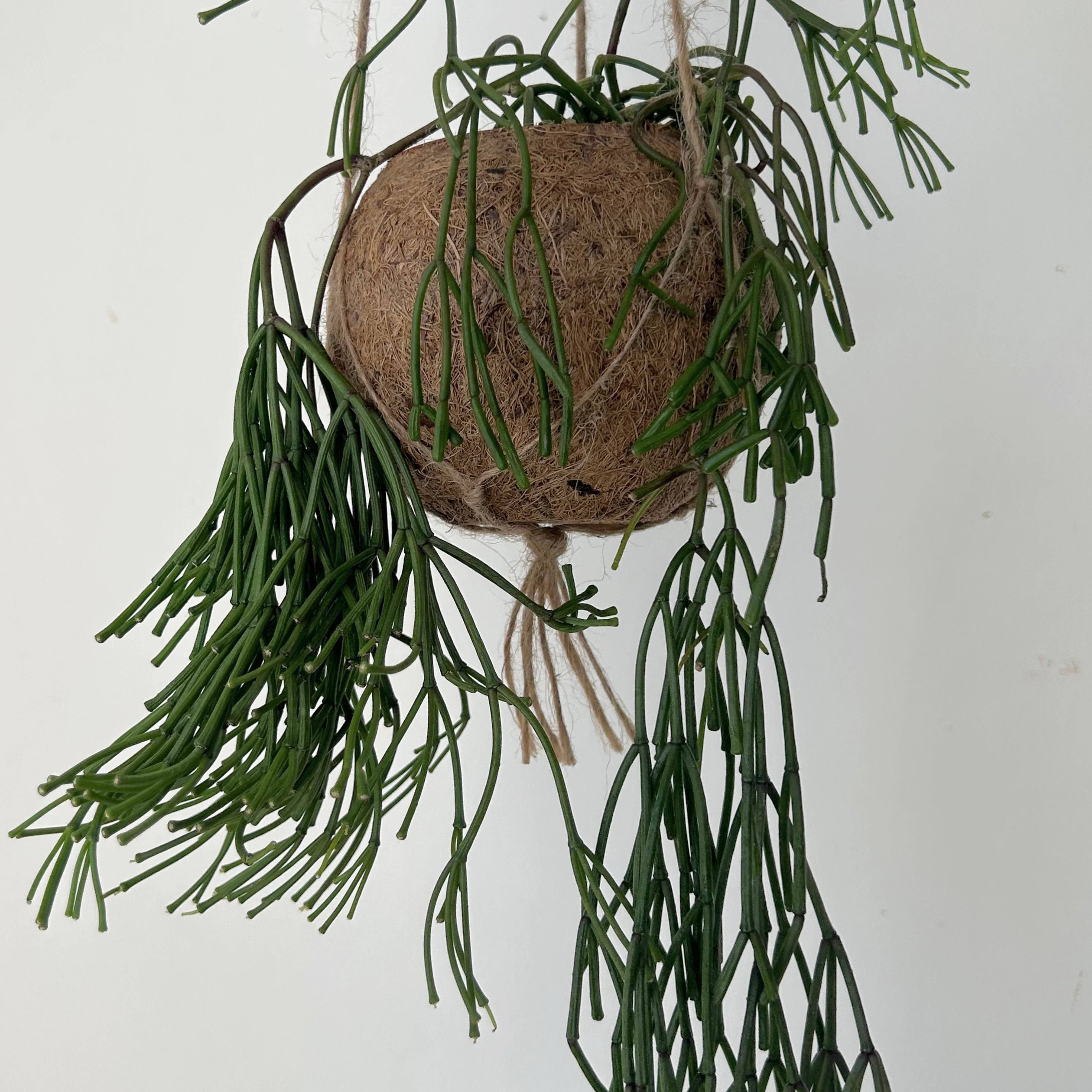 Suspended Kokedama Sphere (3”x4”)