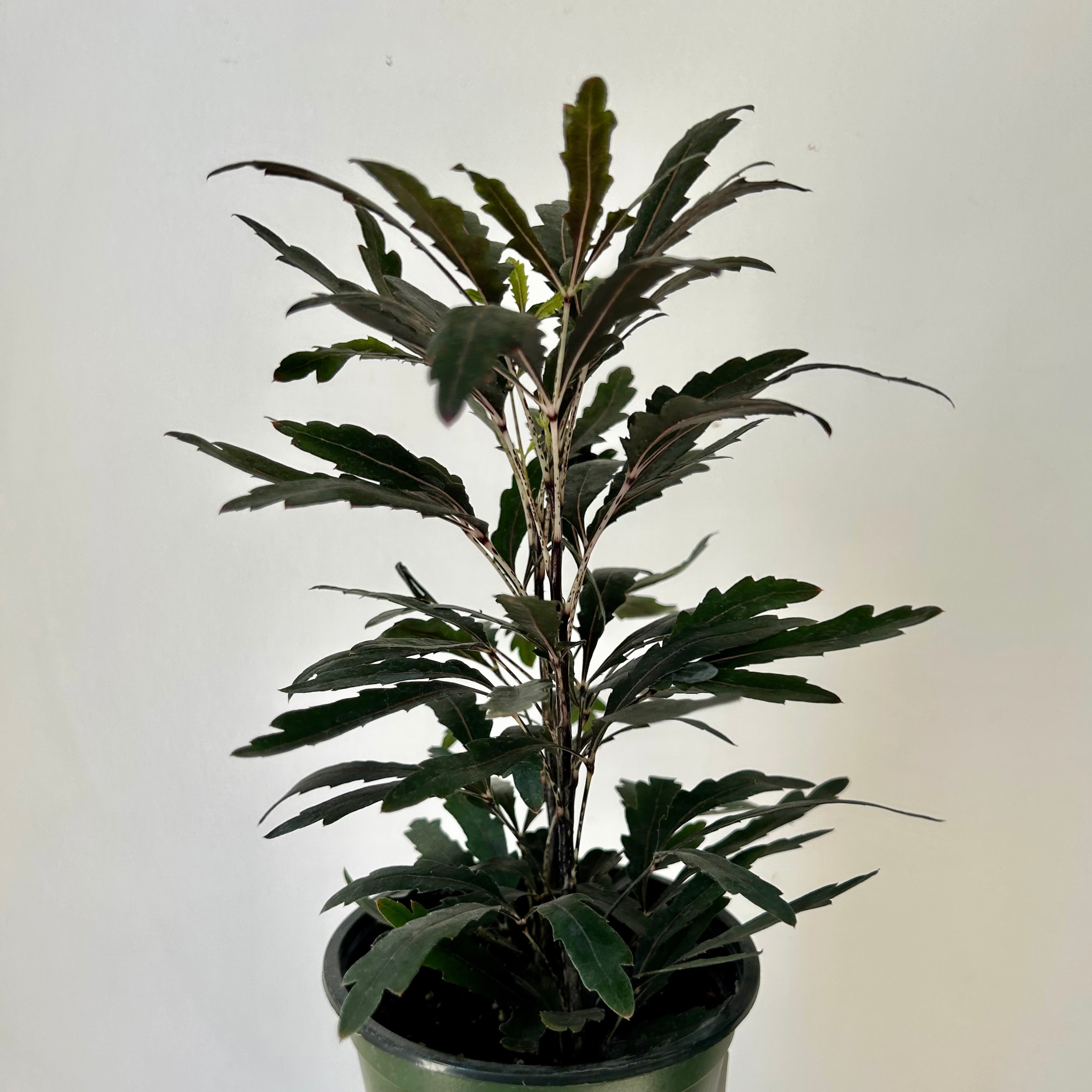 False Aralia (Plerandra elegantissima)4” pot
