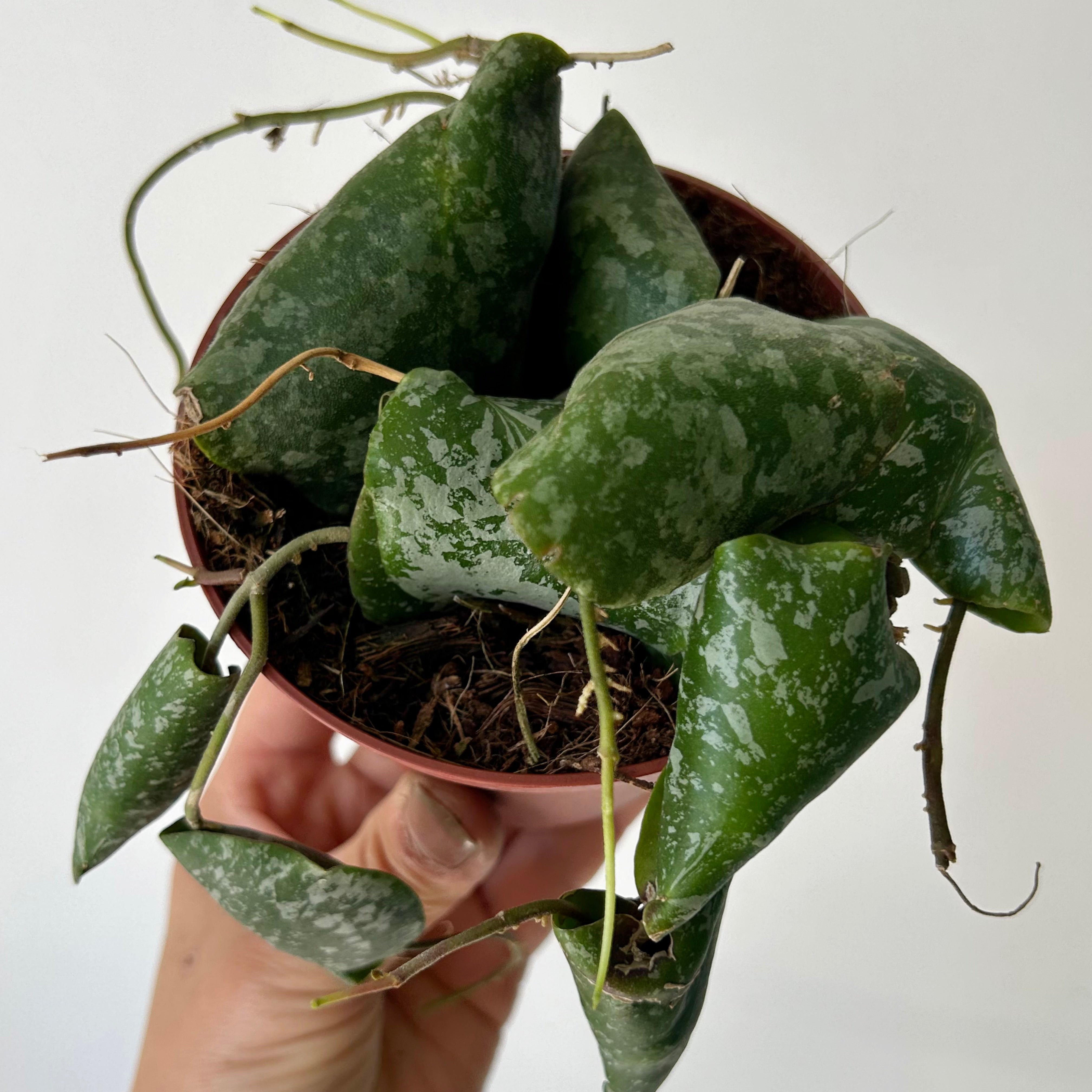 Hoya Imbricata 4”pot