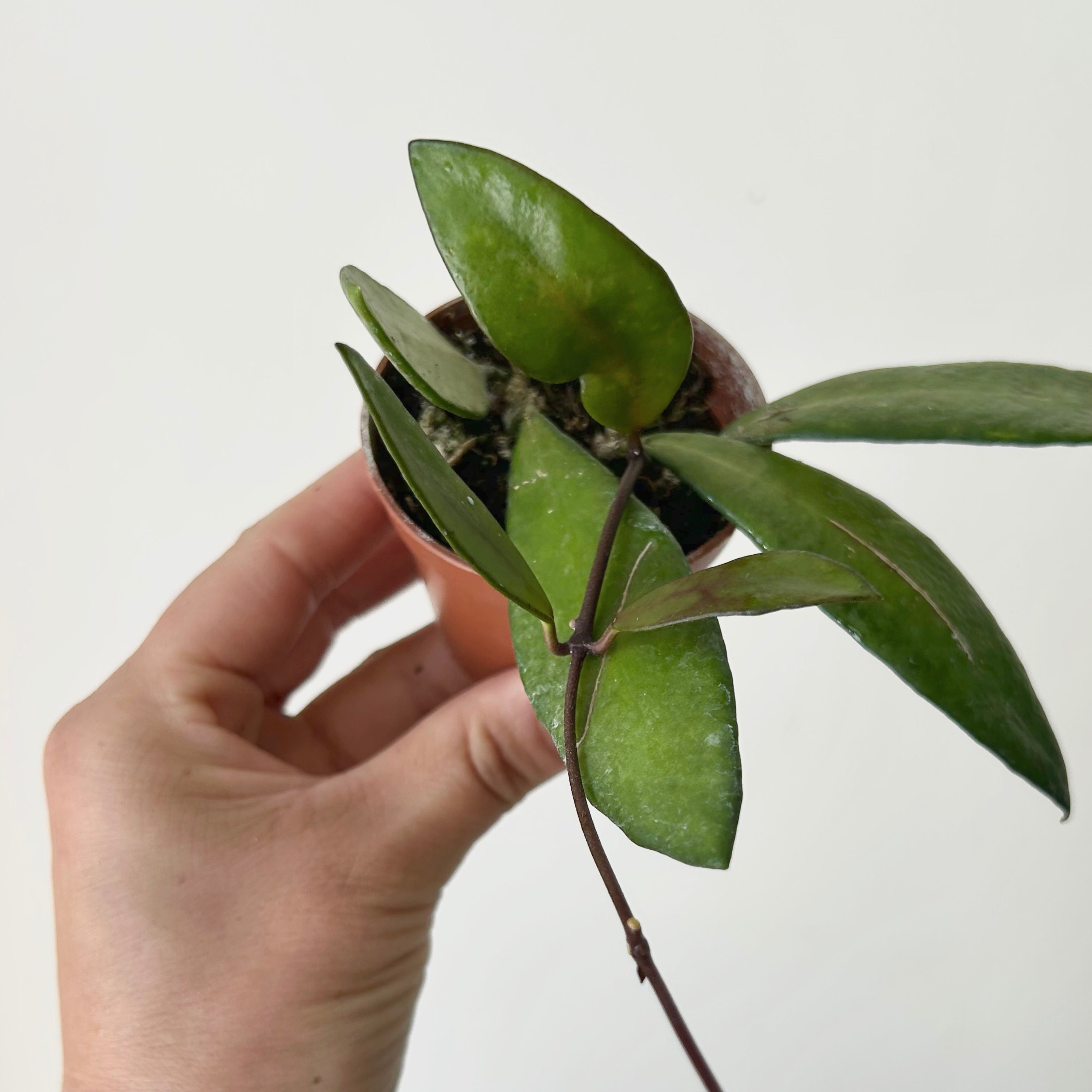 Hoya David cummingii 2.5” pot