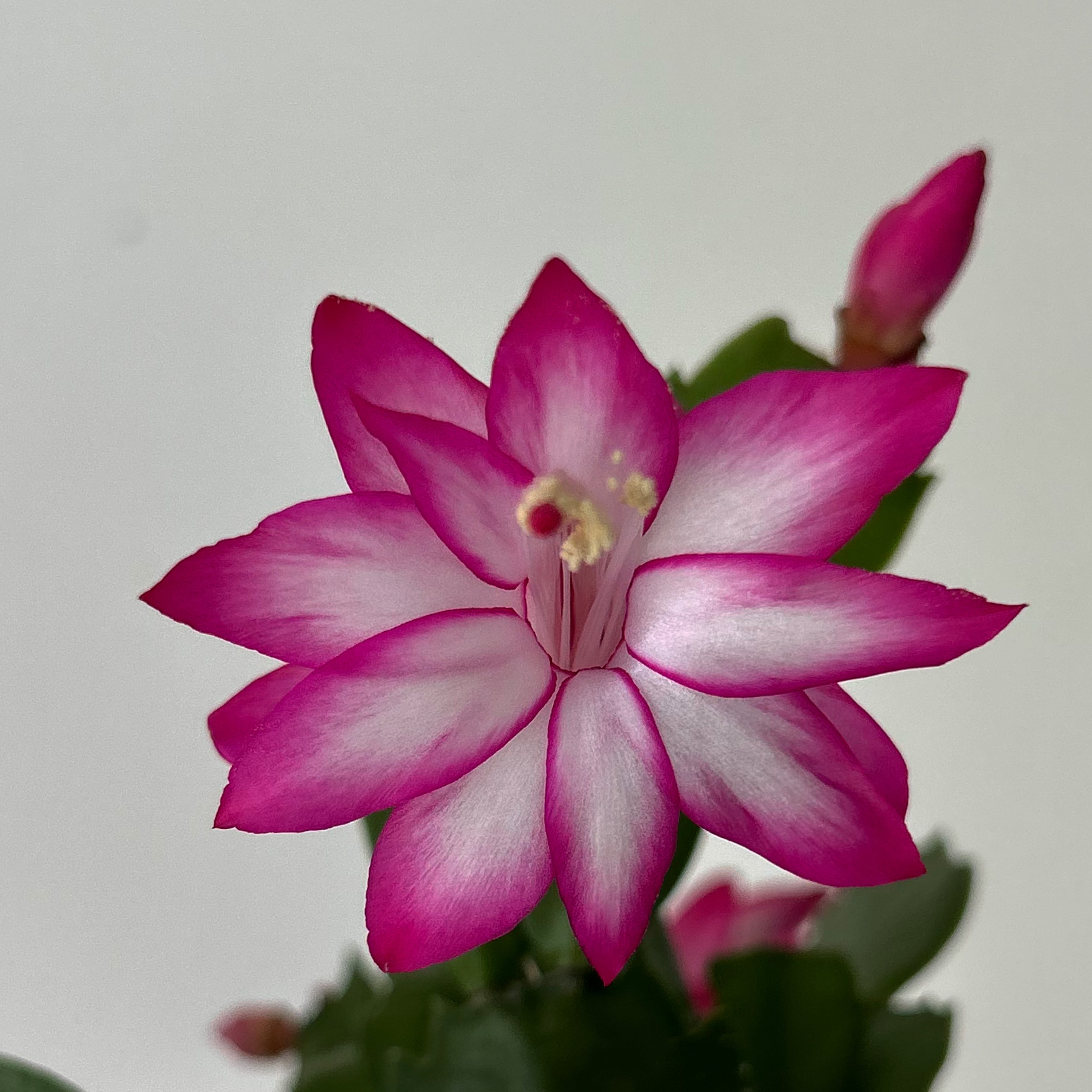 Holiday Cactus (Schlumbergera truncata)4” pot