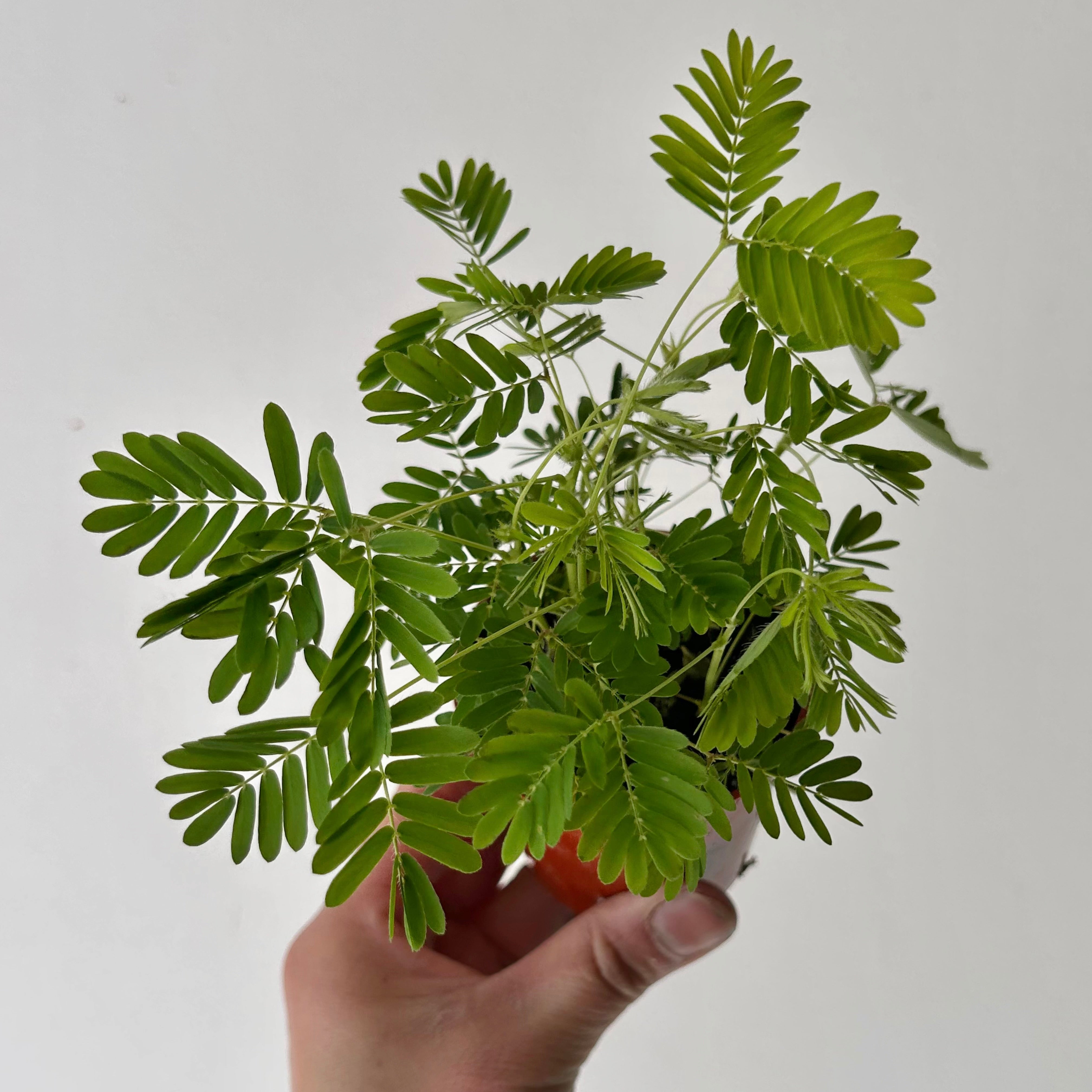 Sensitive Plant (Mimosa pudica)  3”pot