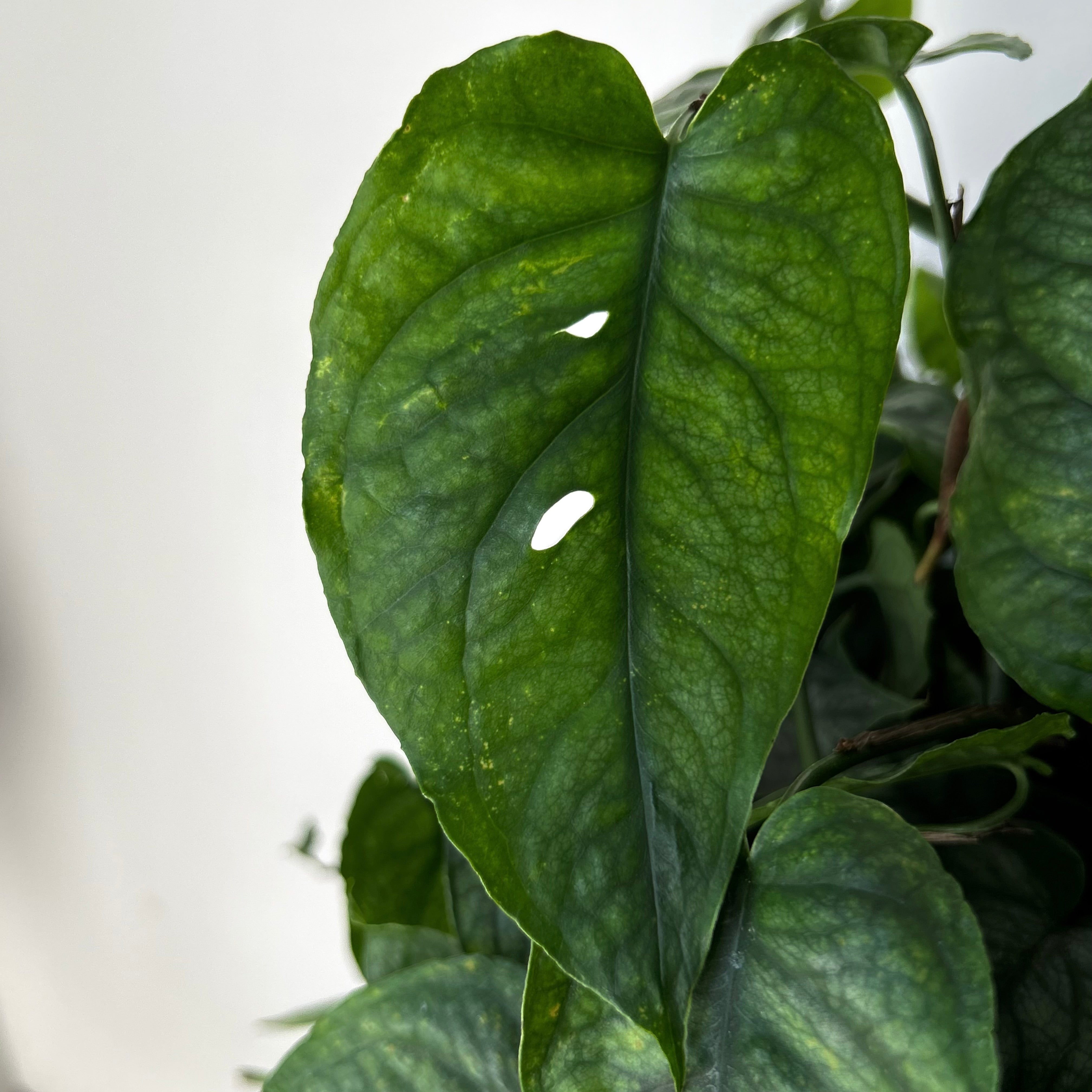 Monstera Siltepecana 8”hanging basket