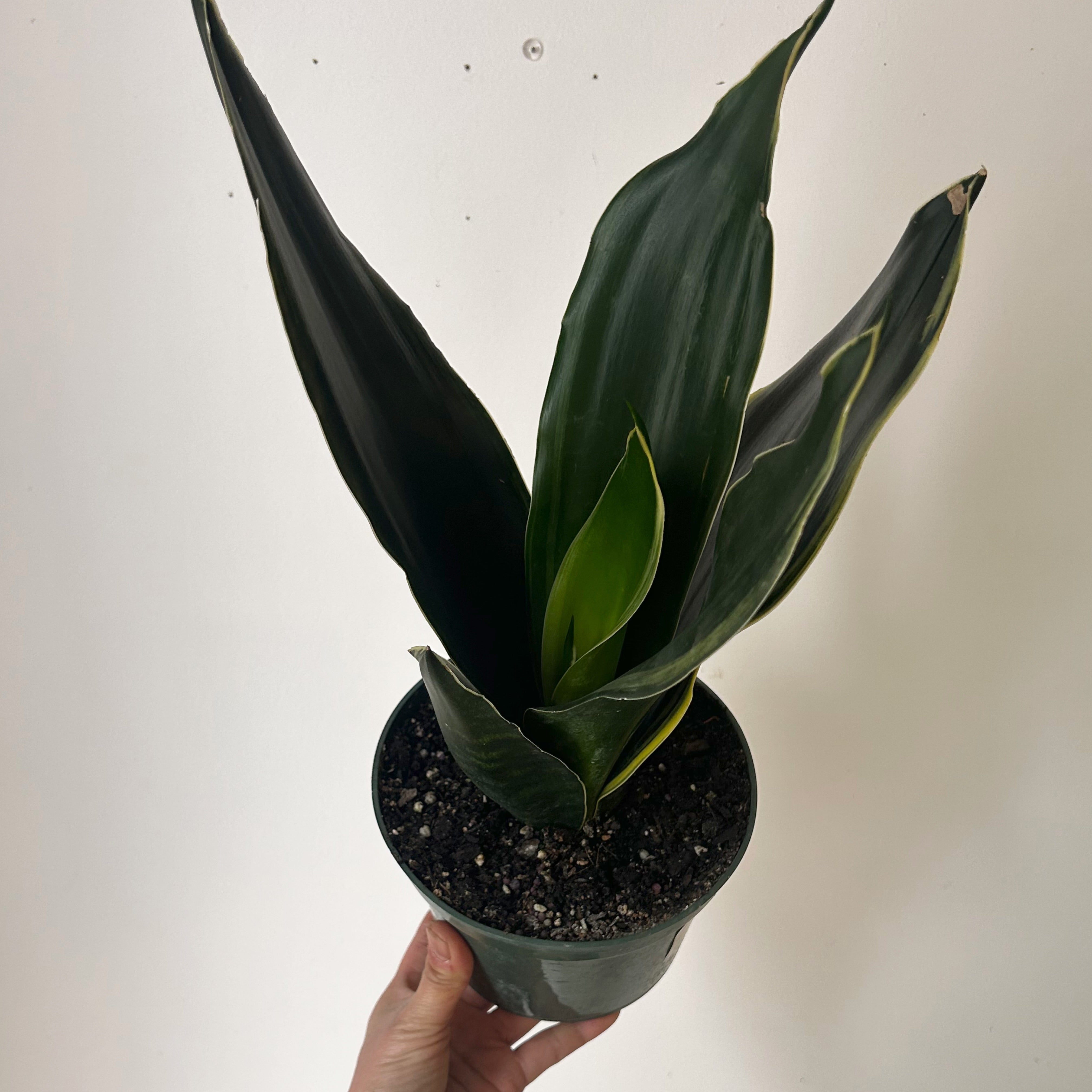 Sansevieria trifasciata “Fabi” 6” pot