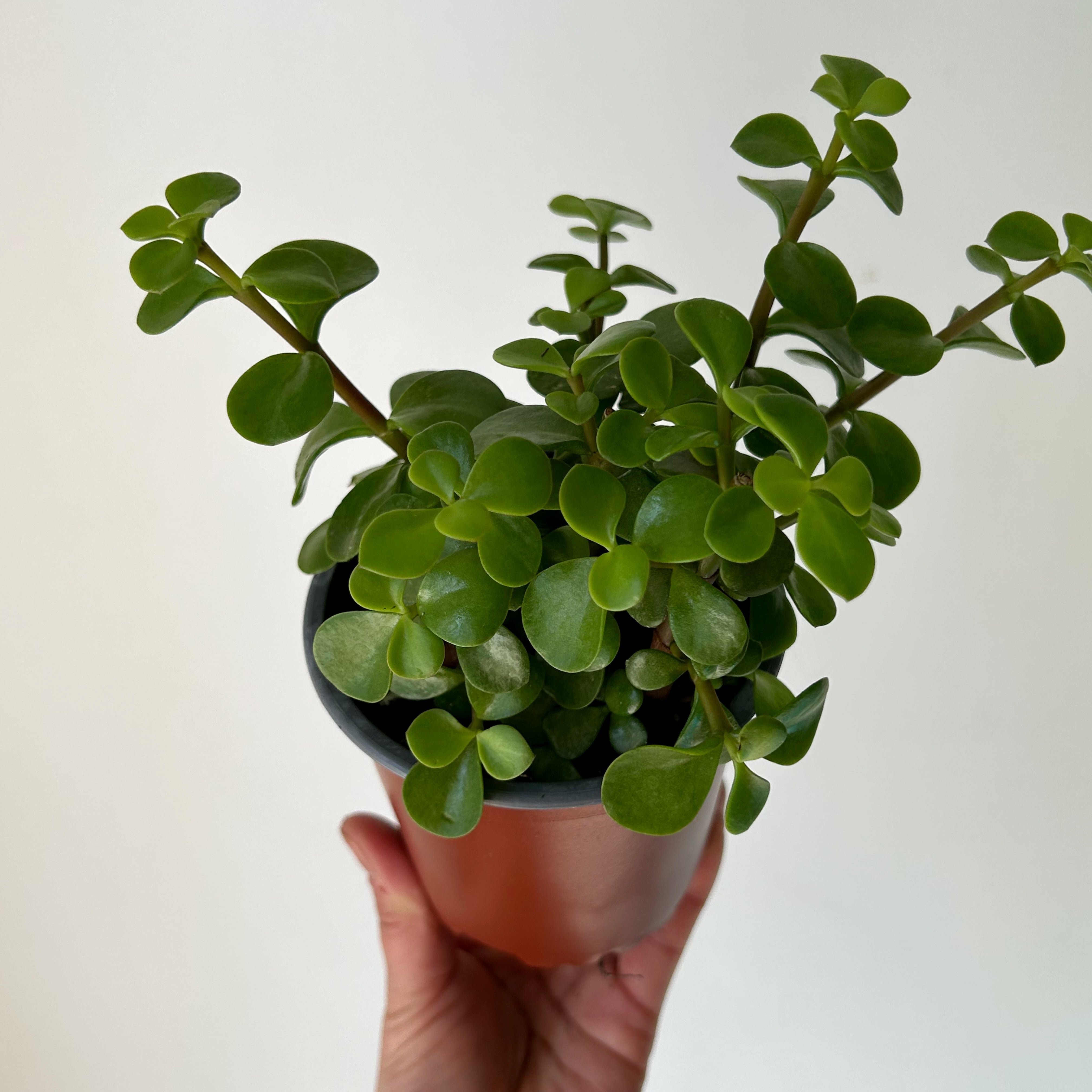 Elephant Bush Succulent Green (Portulacaria Afra) 4”pot