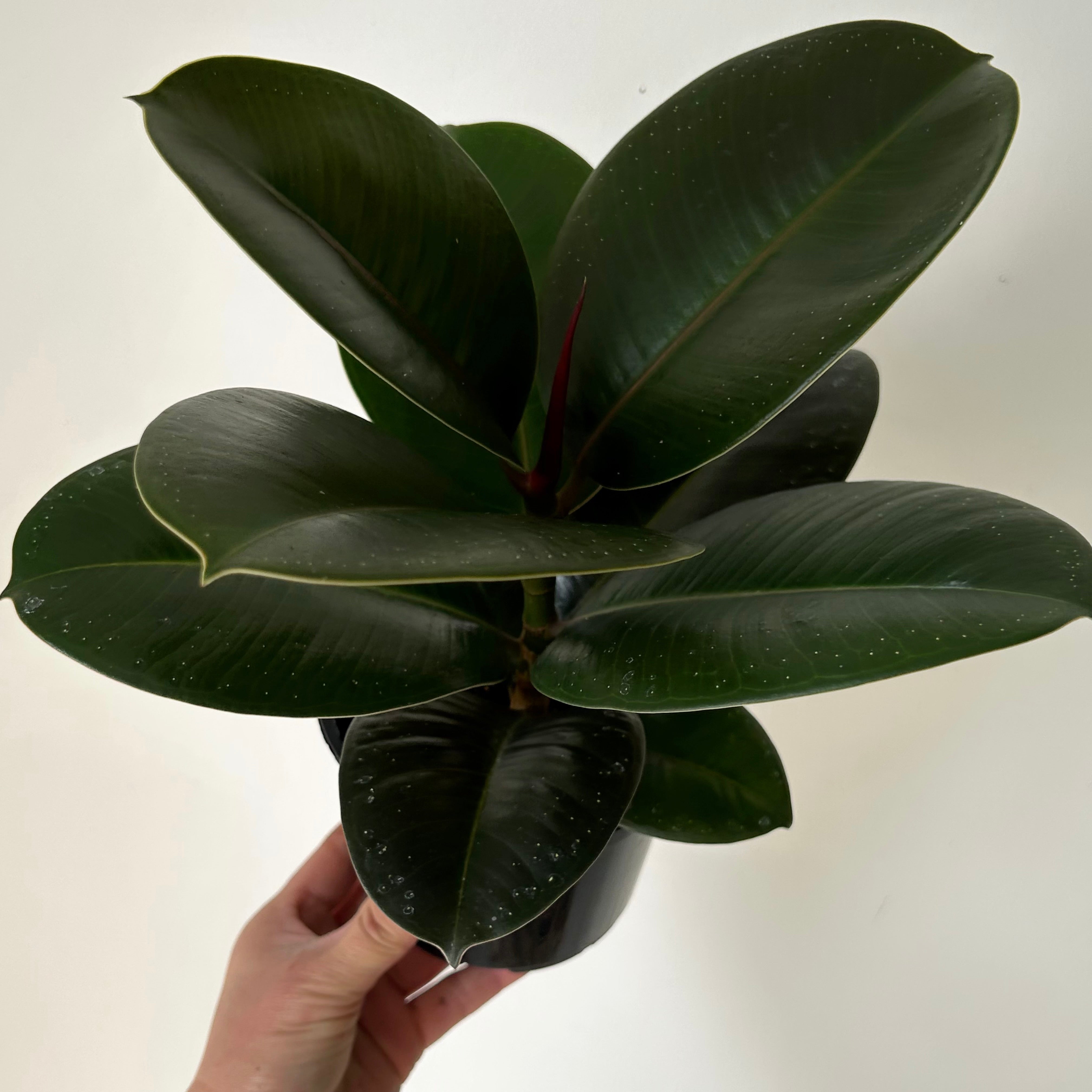 Ficus elastica “Sophia” 5” pot