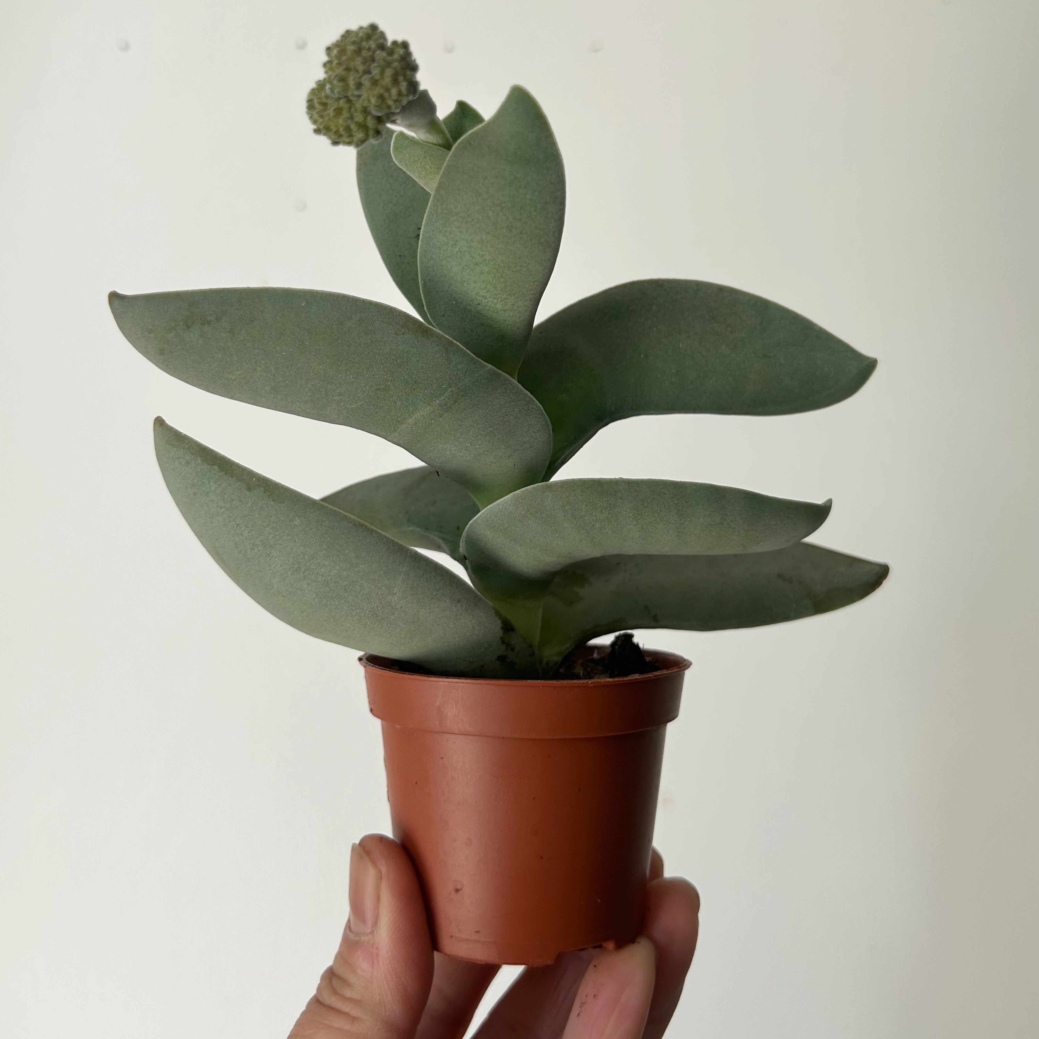 Propeller Succulent (Crassula perfoliata var. falcata) 2.5”pot
