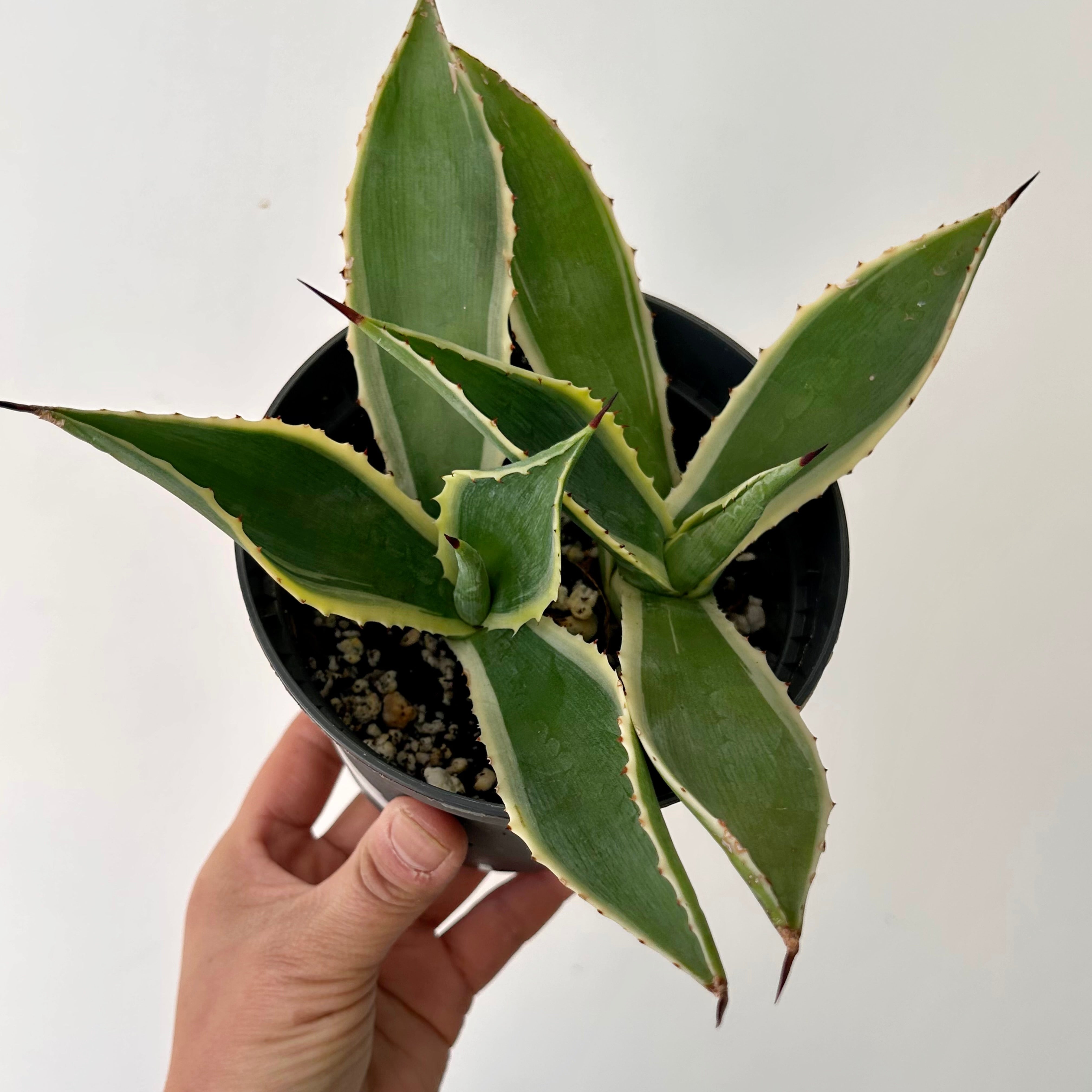 Variegated Agave 5” pot