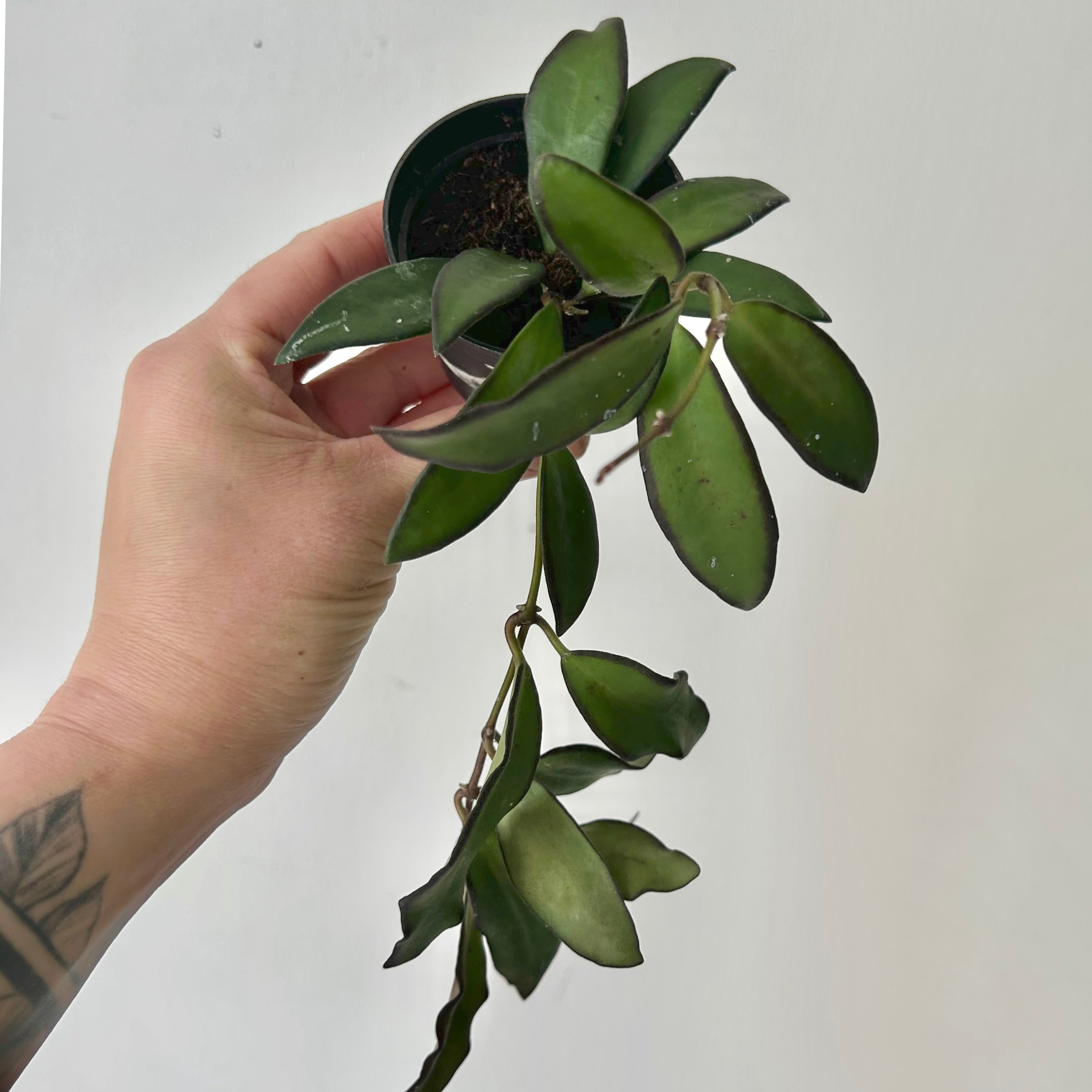 Hoya Rosita (H.wayetii X H.tsangii) 2.5”pot