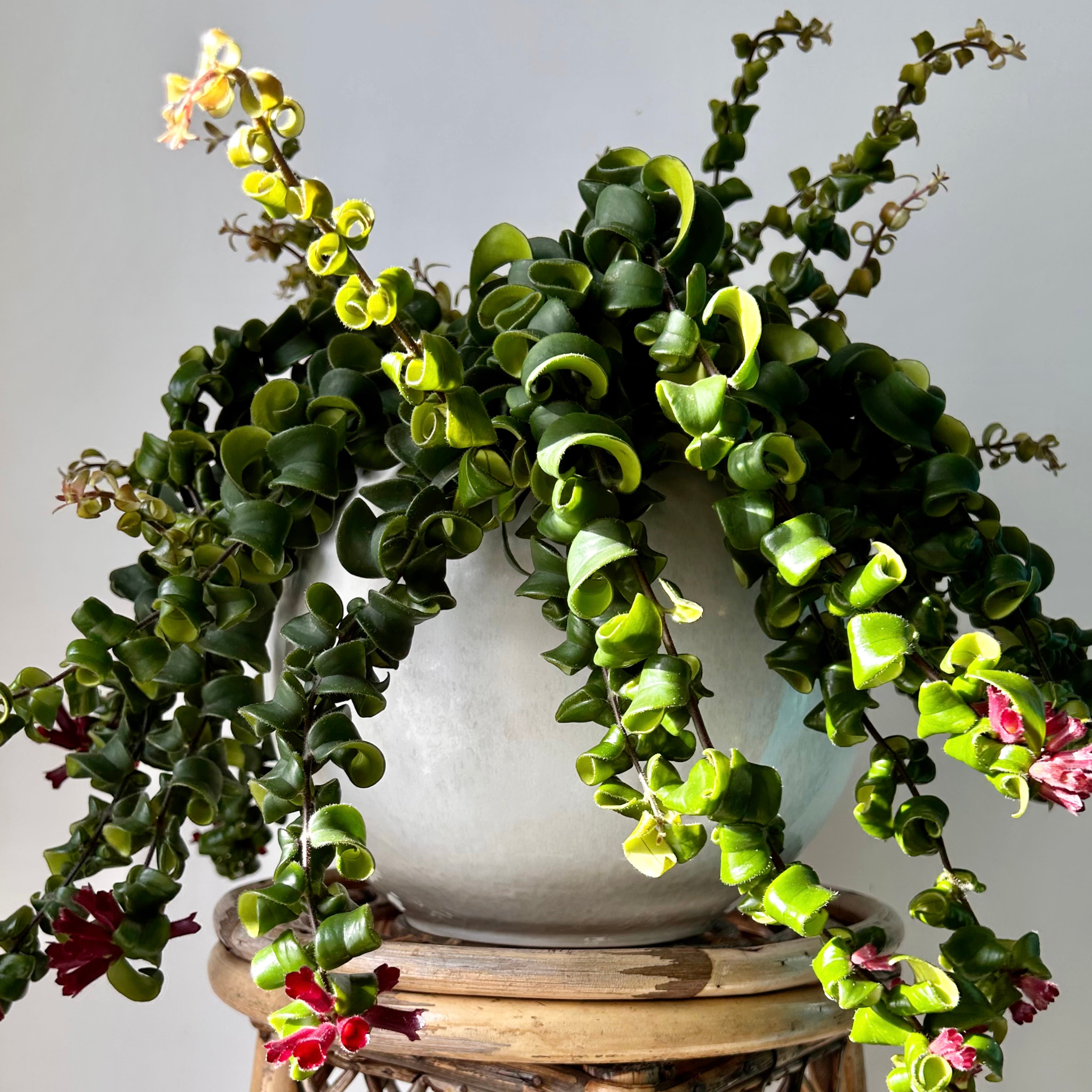 Rasta Lipstick Plant (Aeschynanthus radicans) 8” hanging pot