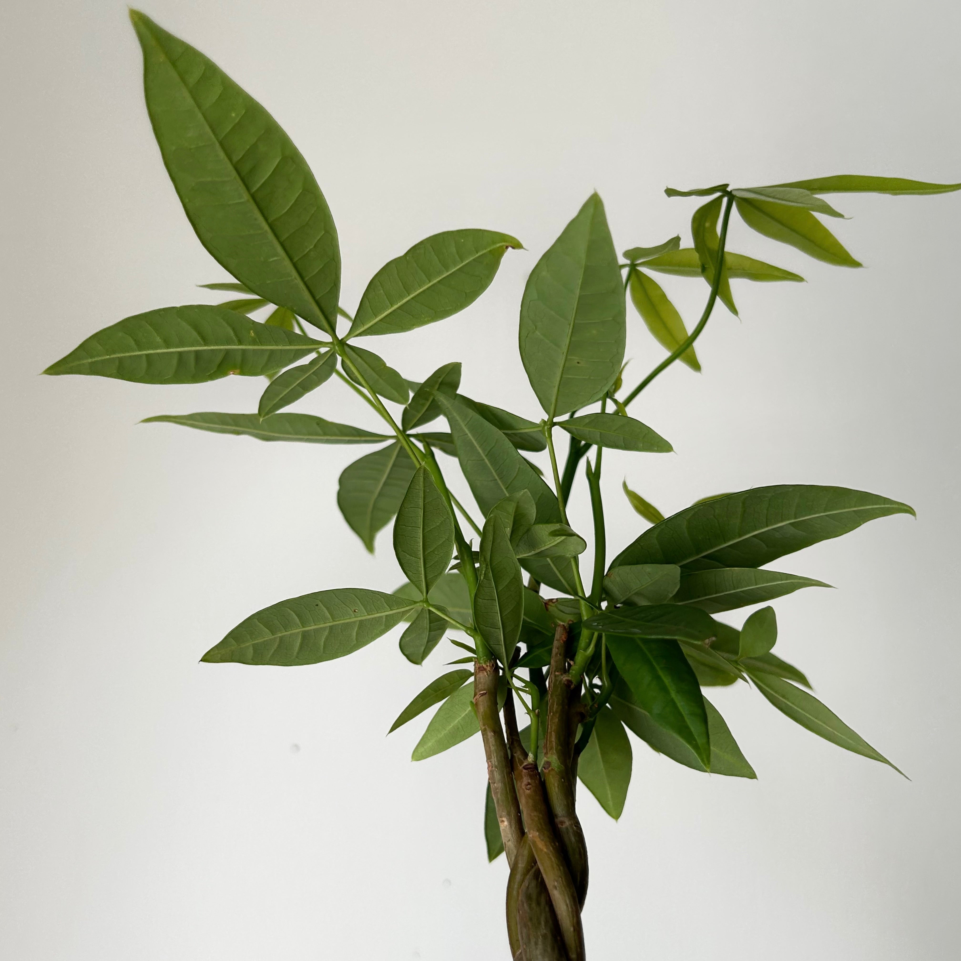 Money Tree with braided stem (Pachira aquatica) 3.5”pot