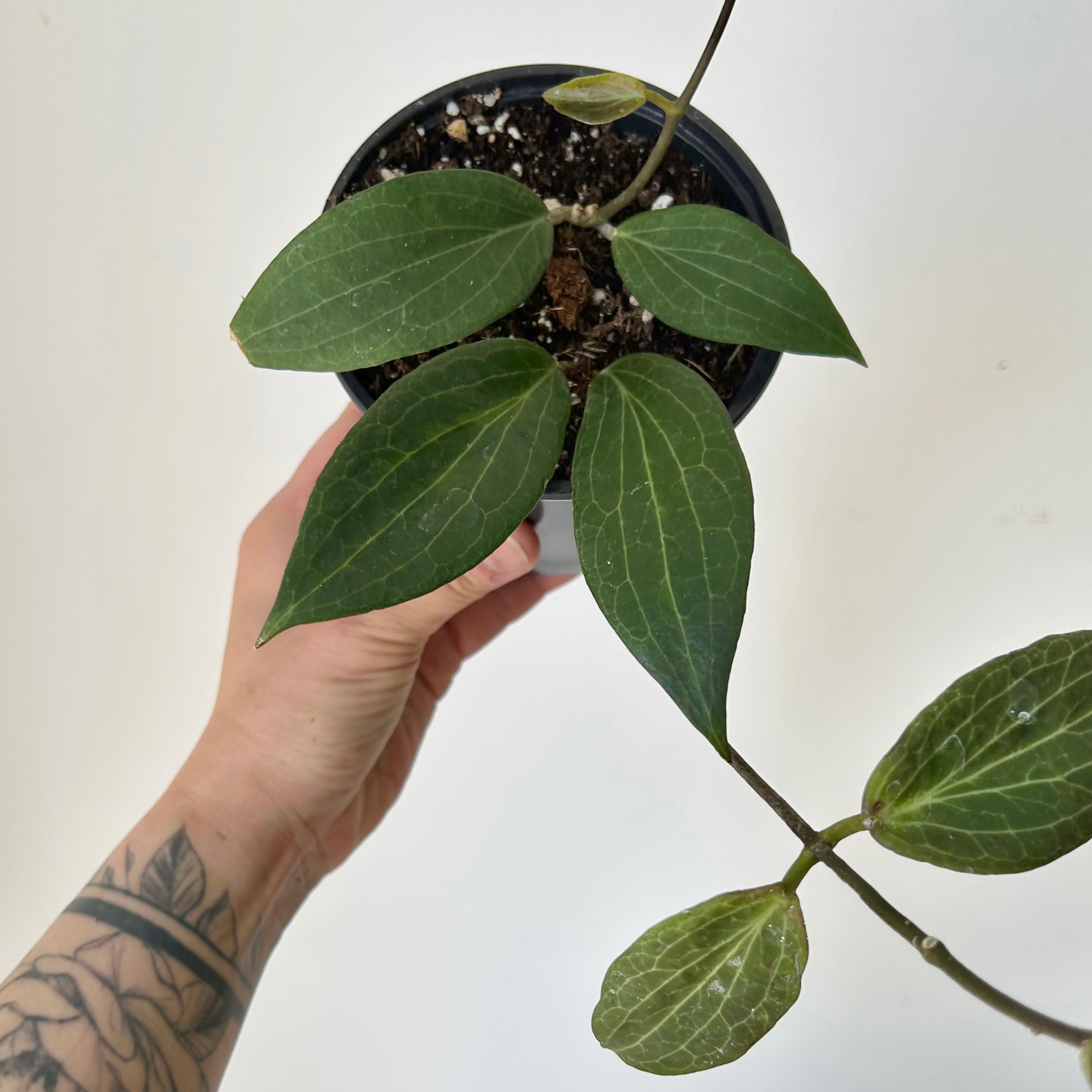 Hoya pottsii 4” pot