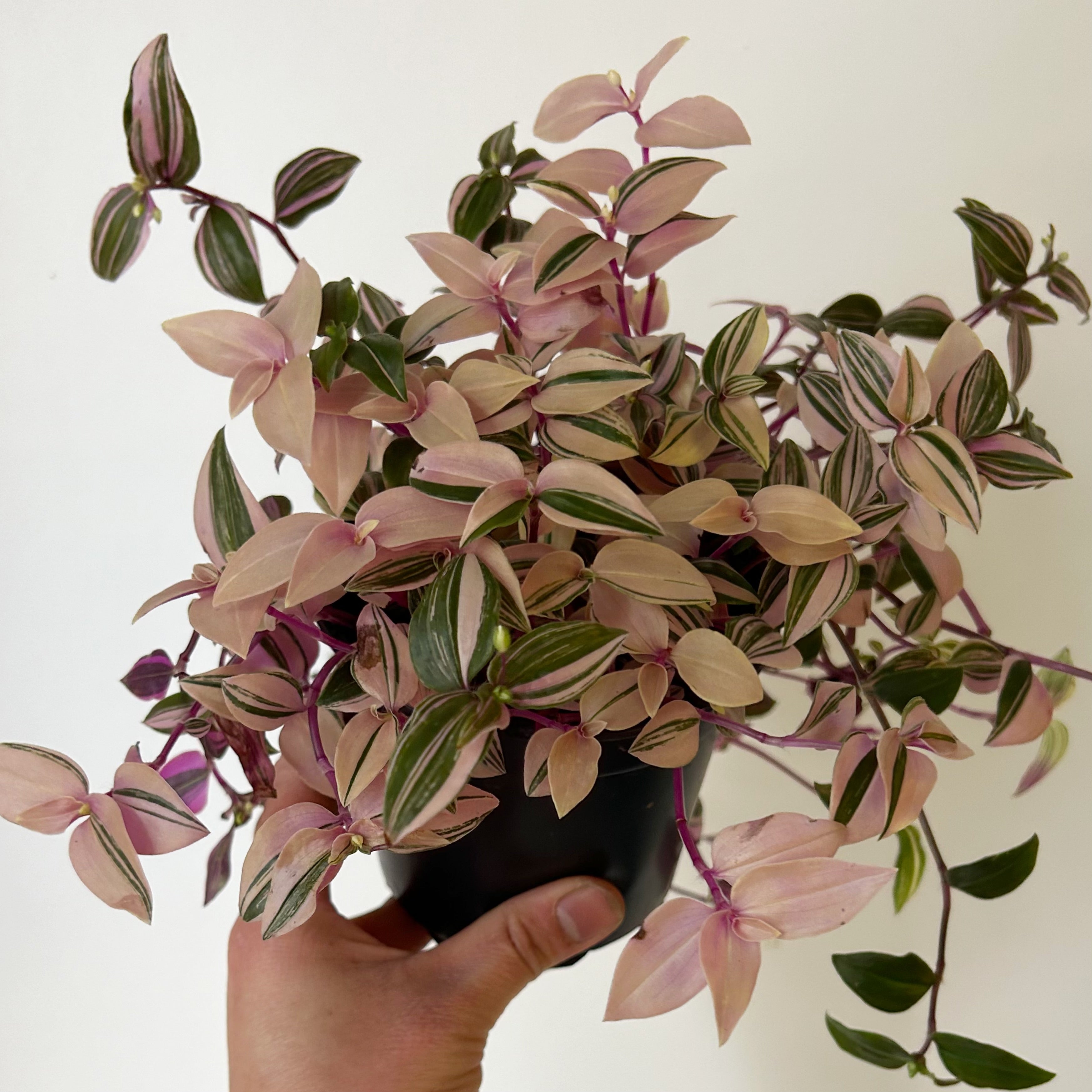 Tradescantia fluminensis Tricolour 4”pot