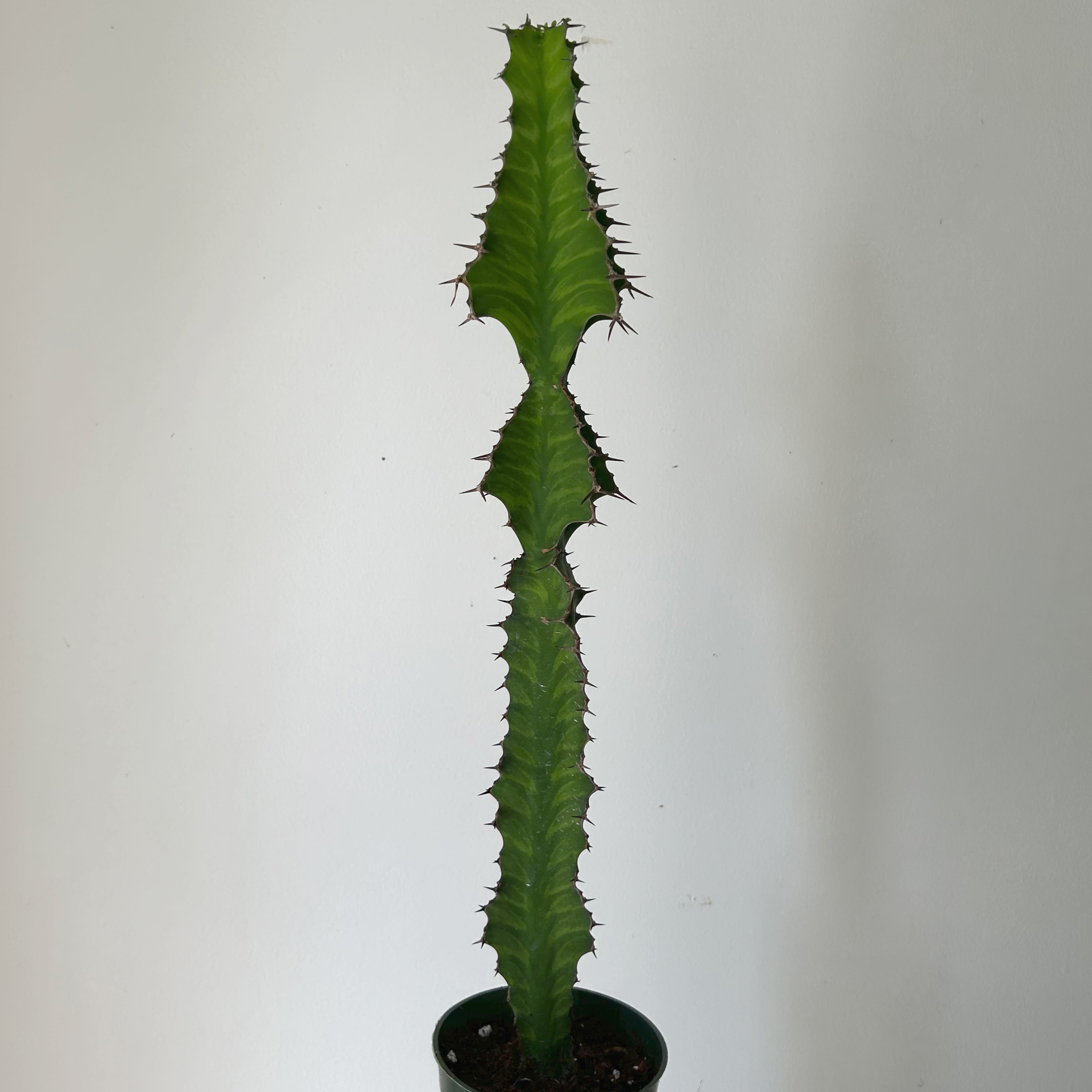 Euphorbia pseudocactus approximately 1.5 ft in 4” pot