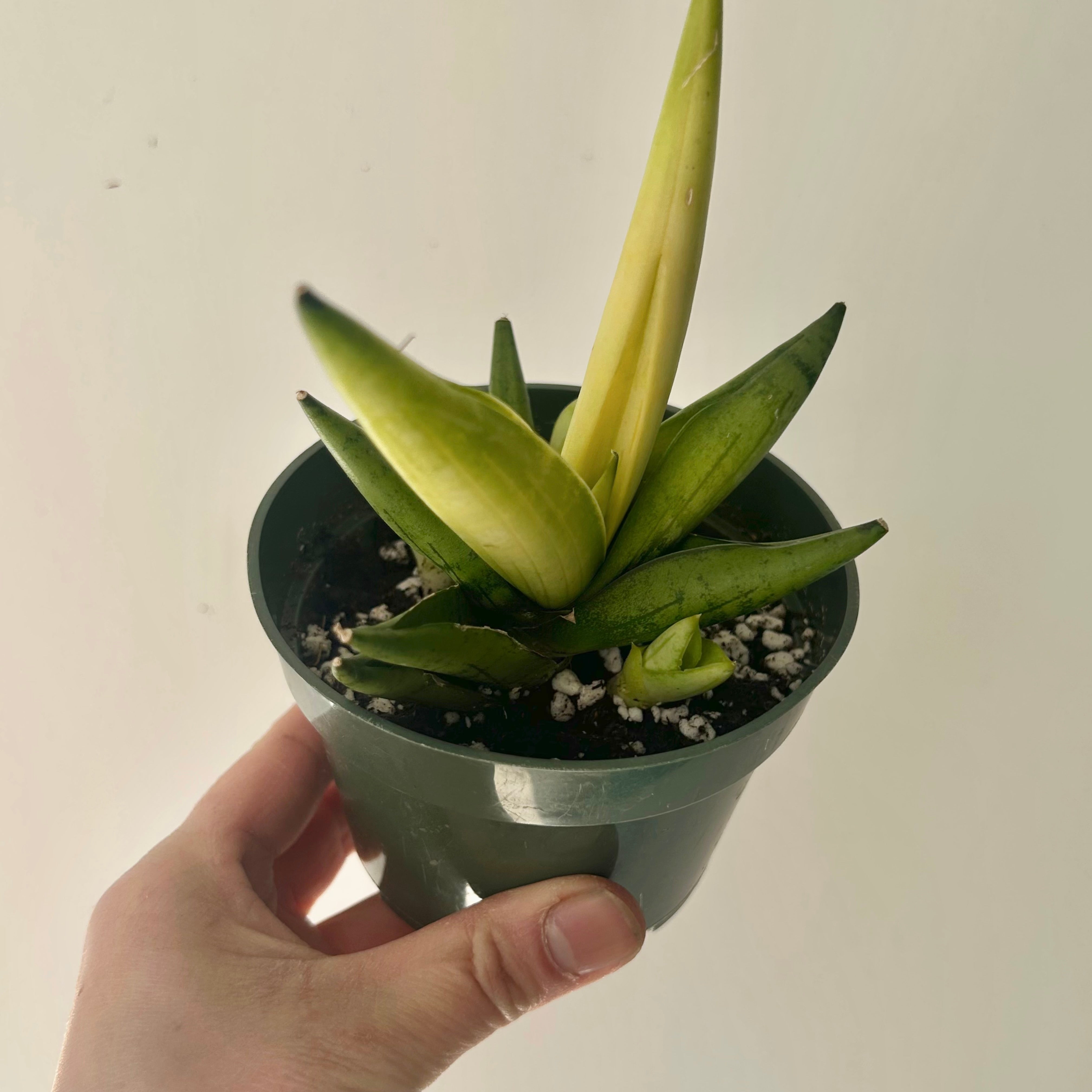 Sansevieria dwarf boncel variegata 4”pot