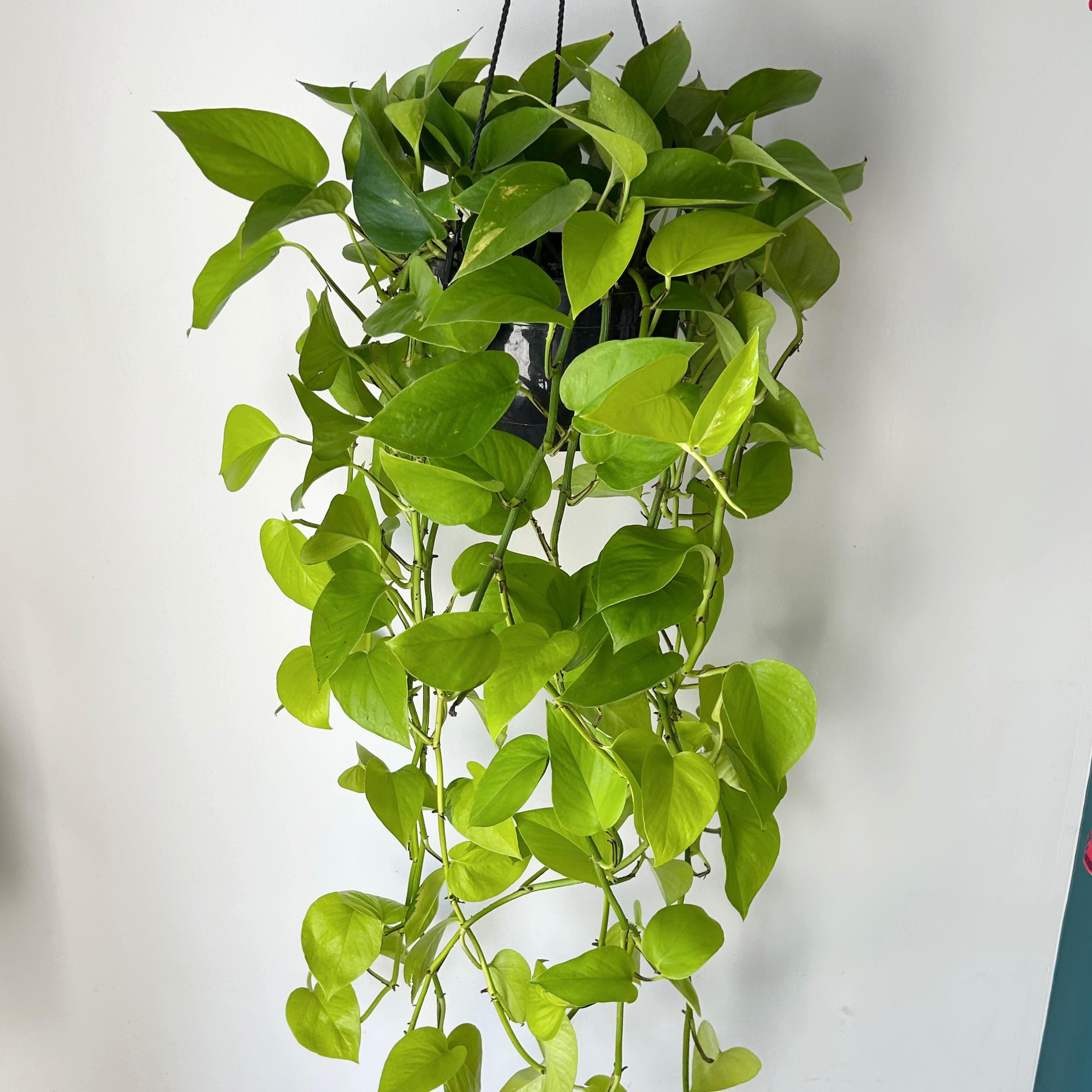 Neon Pothos 8” hanging basket