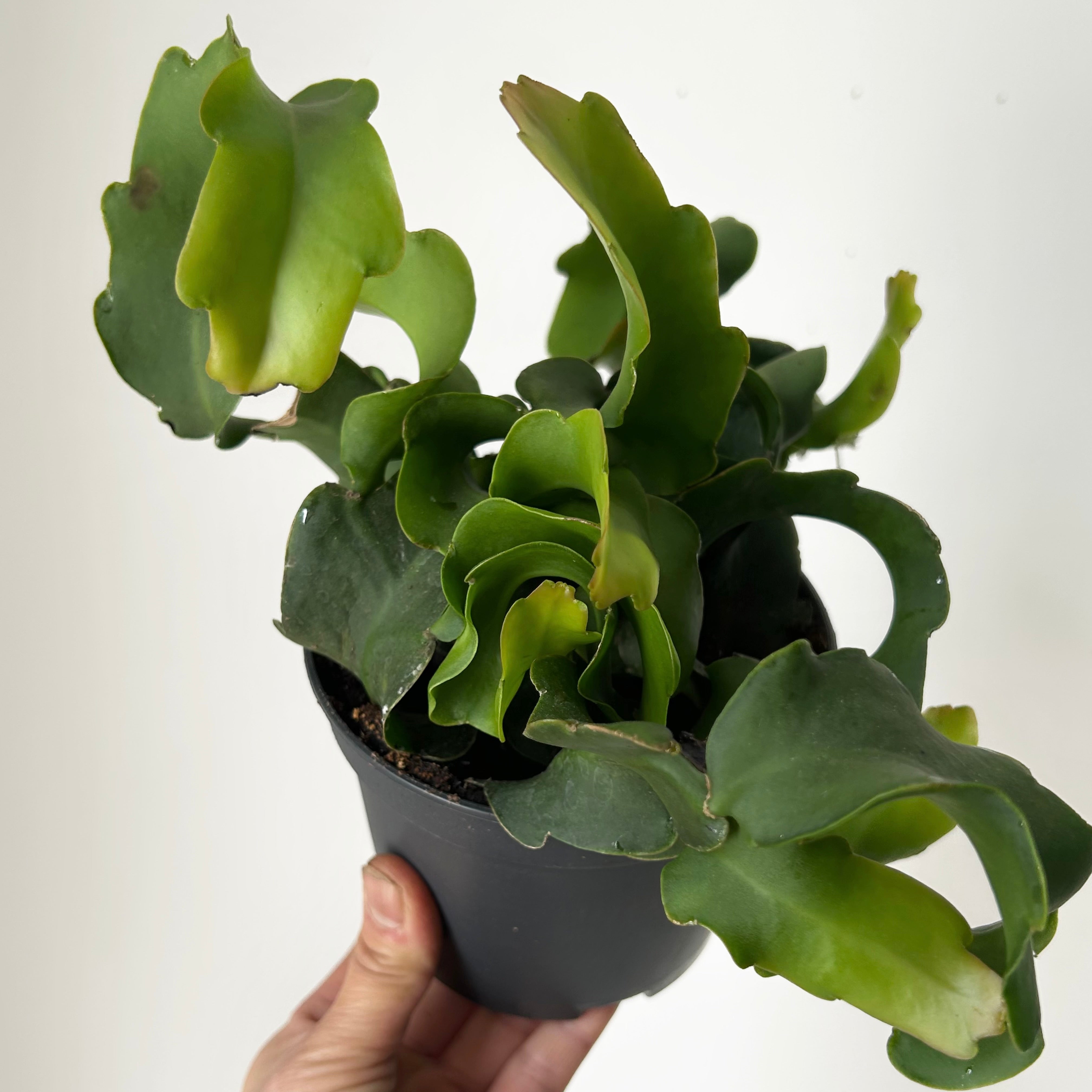 Curly Sue Orchid Cactus (Epiphyllum guatemalense) 5”pot