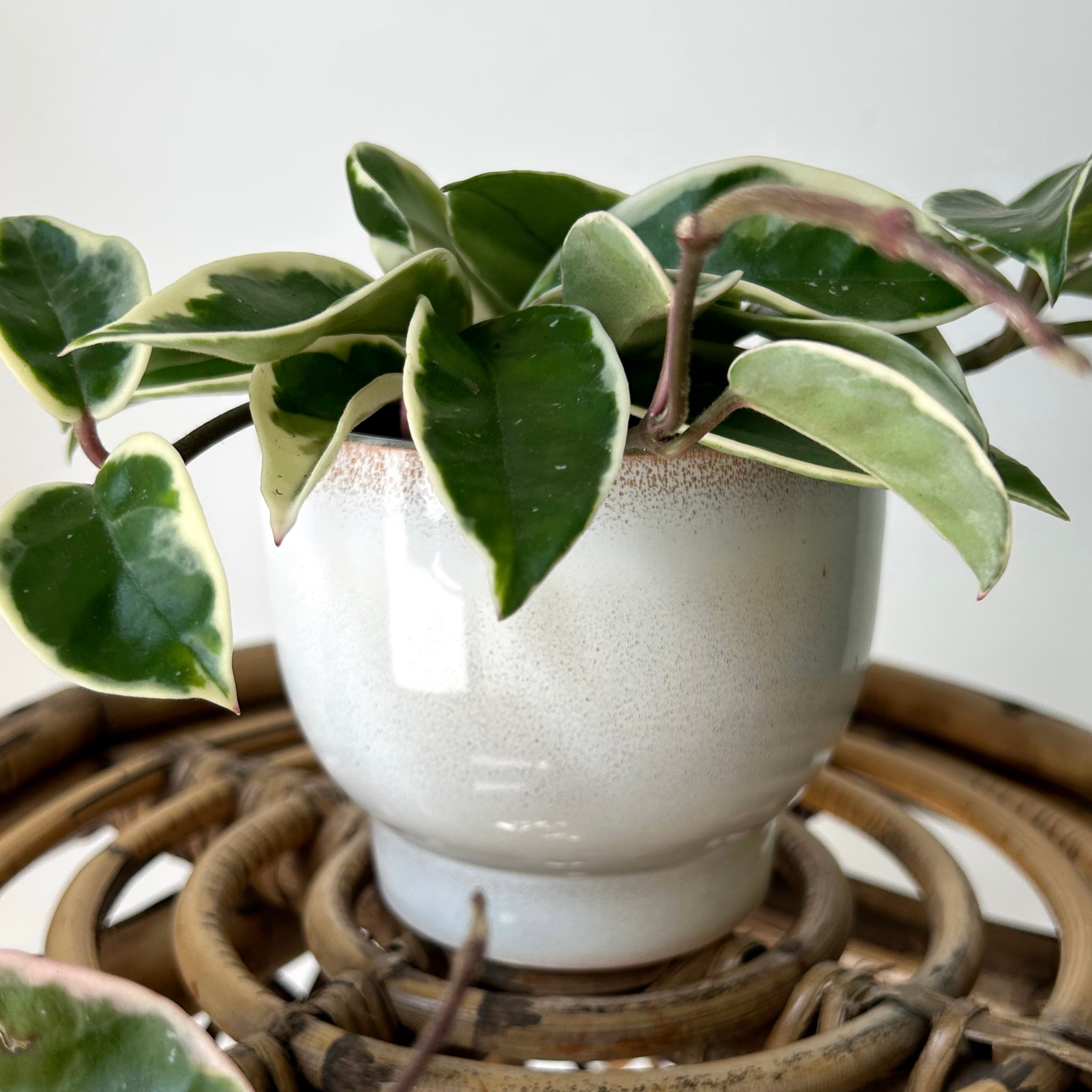 DARIA ceramic raised decorative planter Glossy PEARL (available in two sizes)