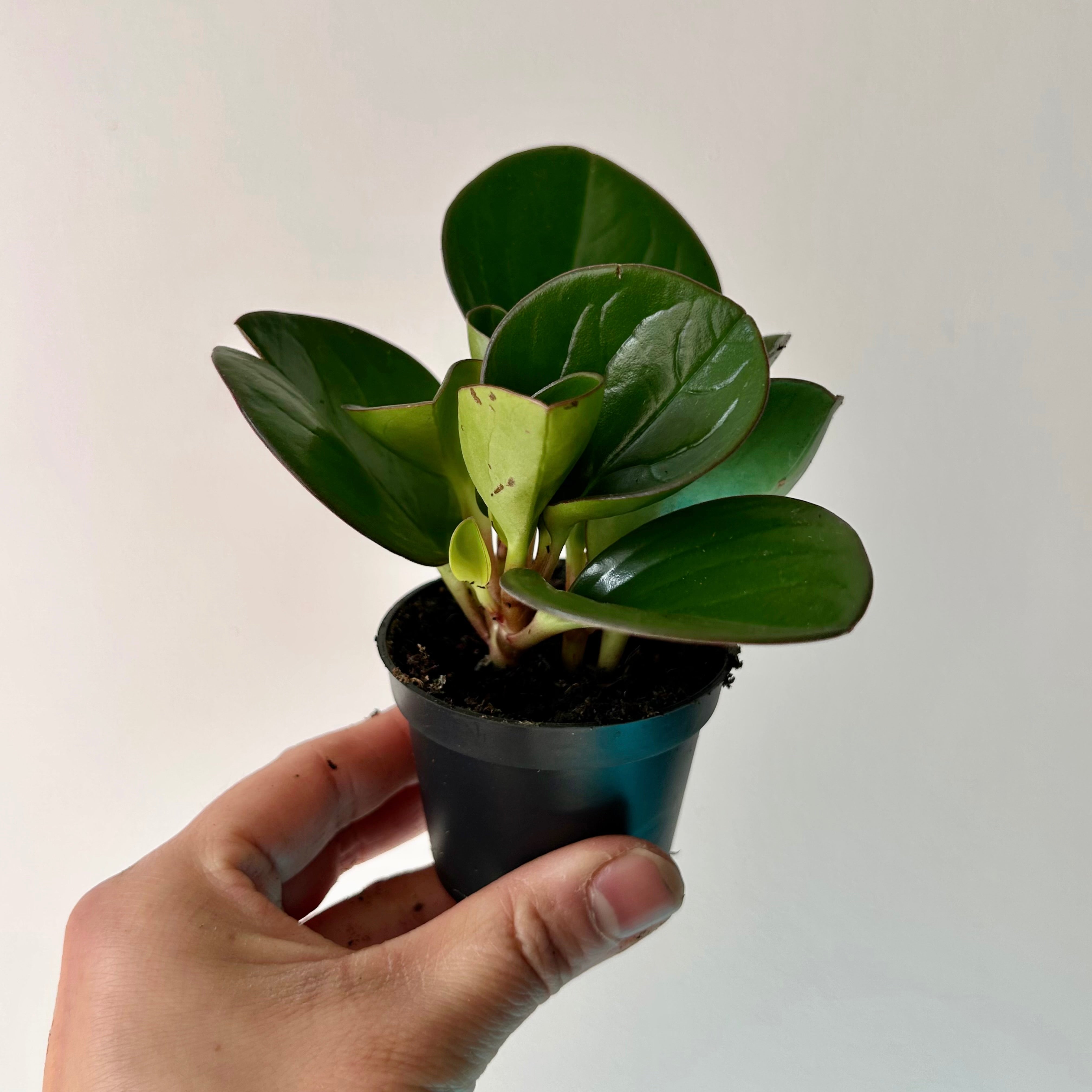 Peperomia obtusifolia  2.5" pot