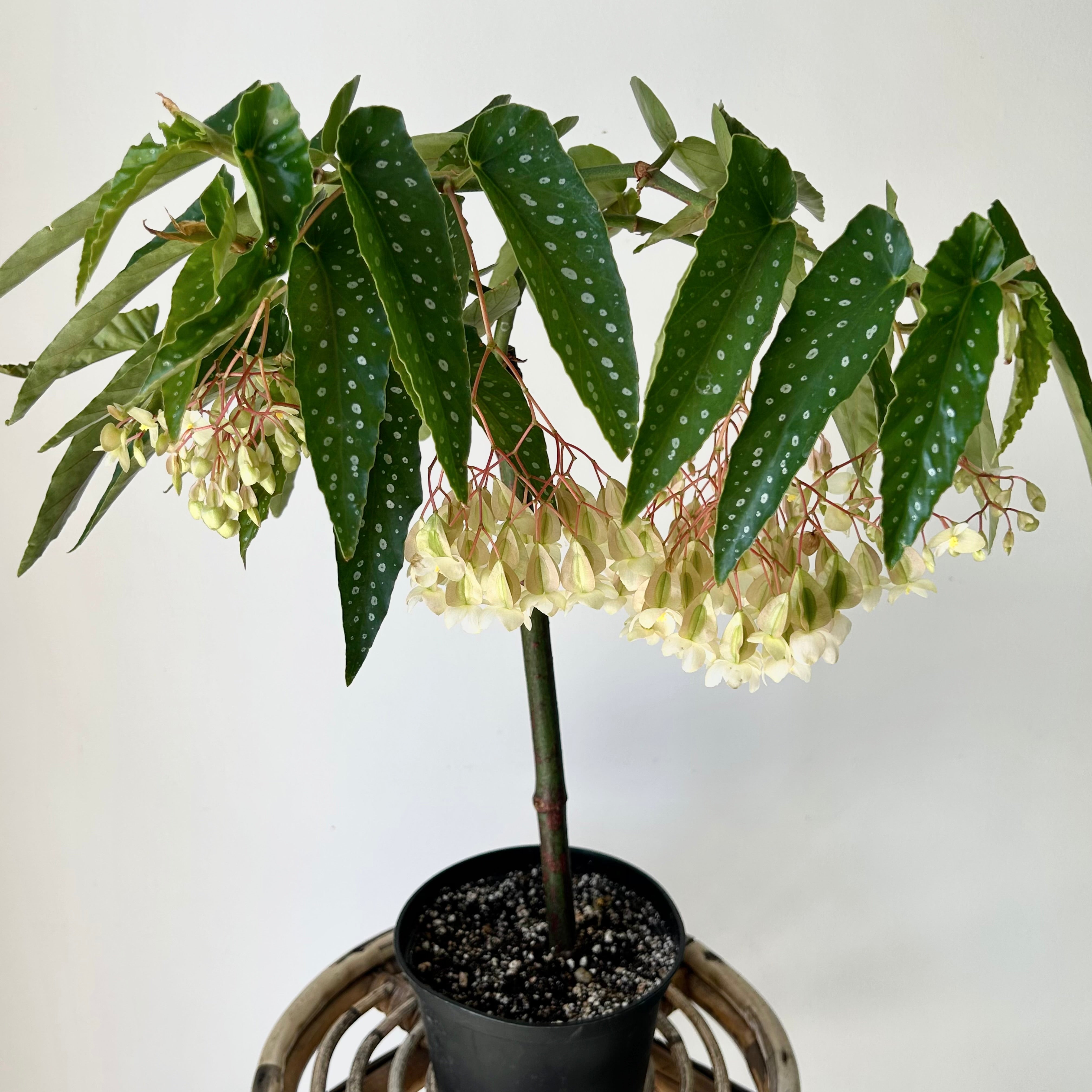 Bamboo Begonia Tamaya 6”pot