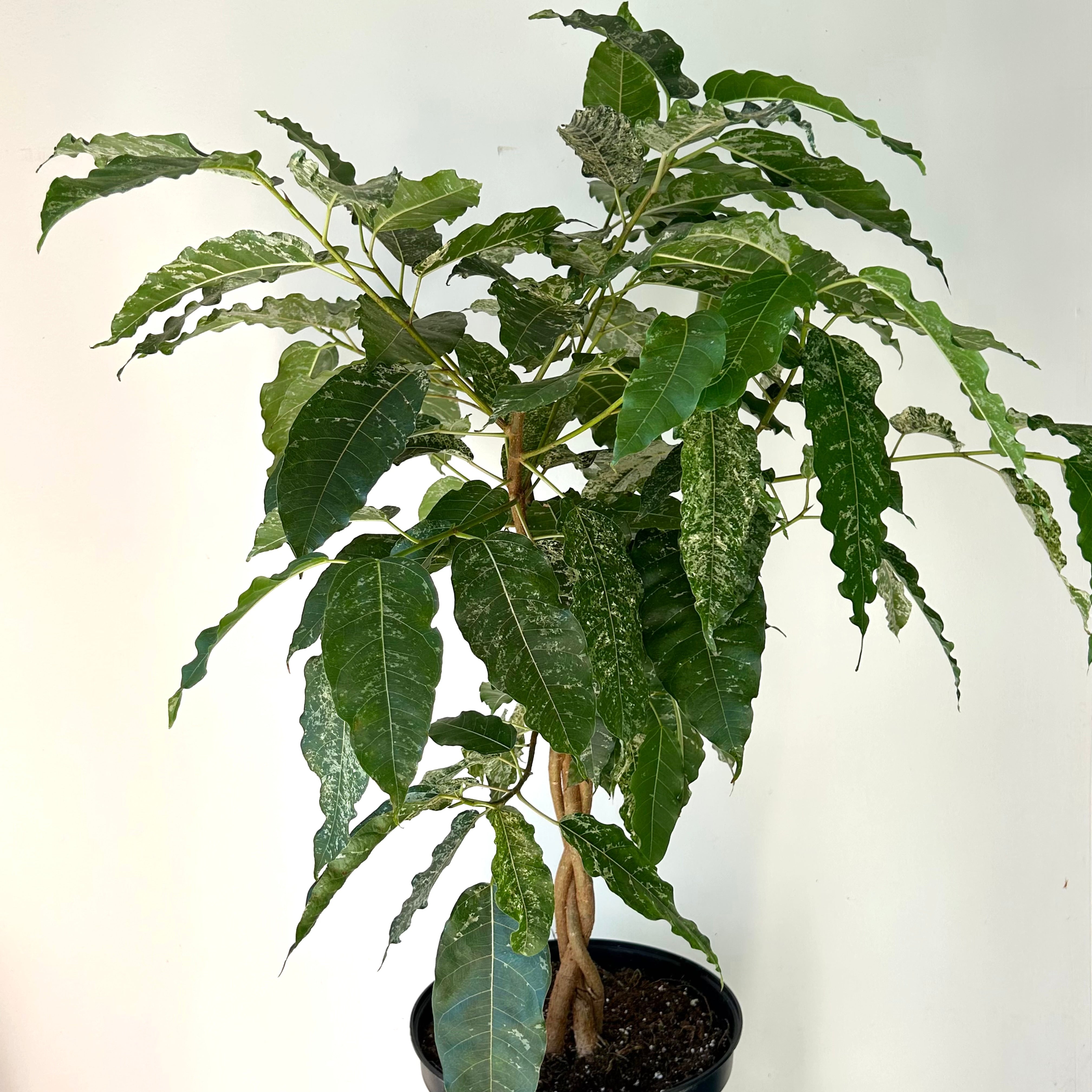 Variegated Clown Fig (Ficus aspera) braided approximately 3ft tall 10”pot