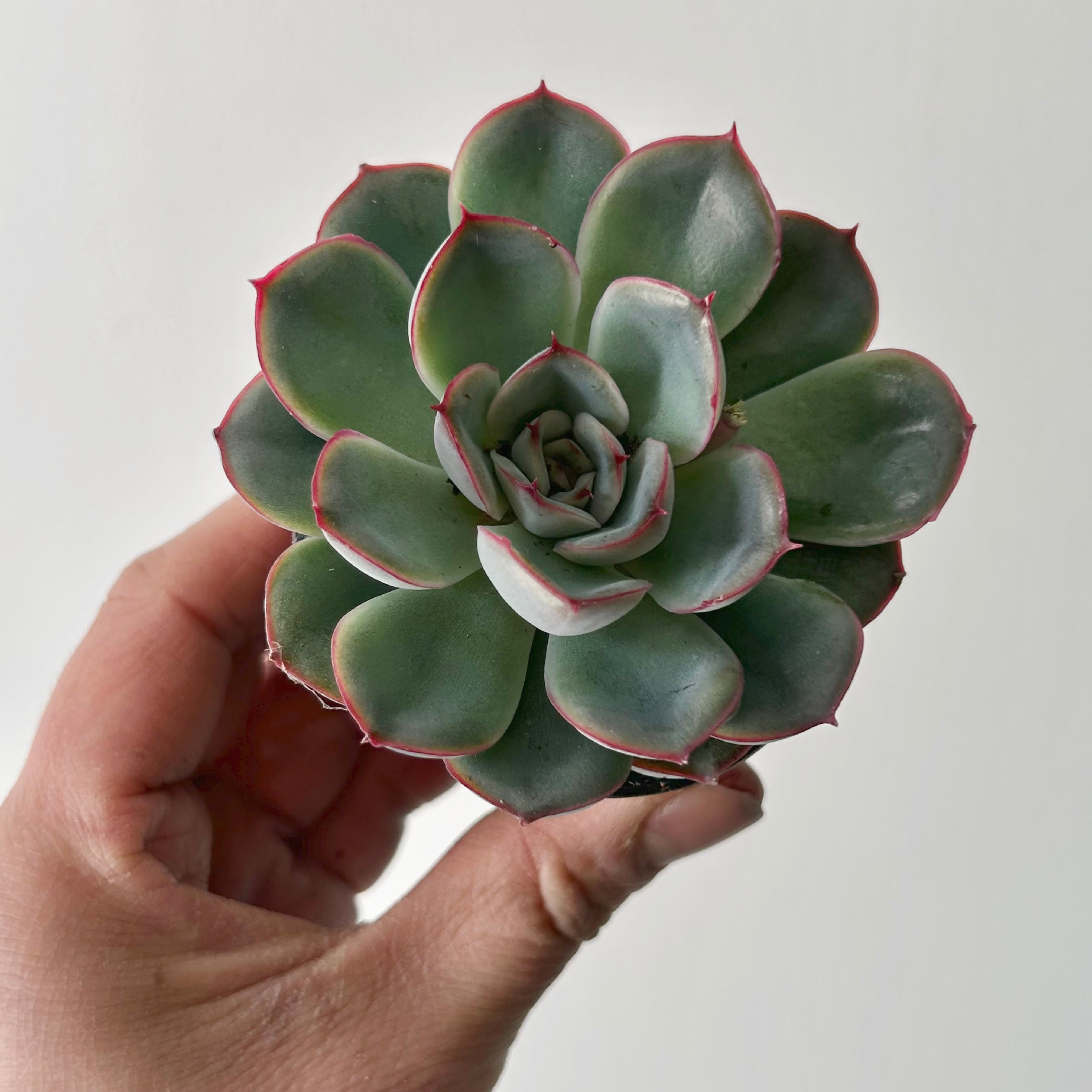 Echeveria pulidonis 2.5" pot