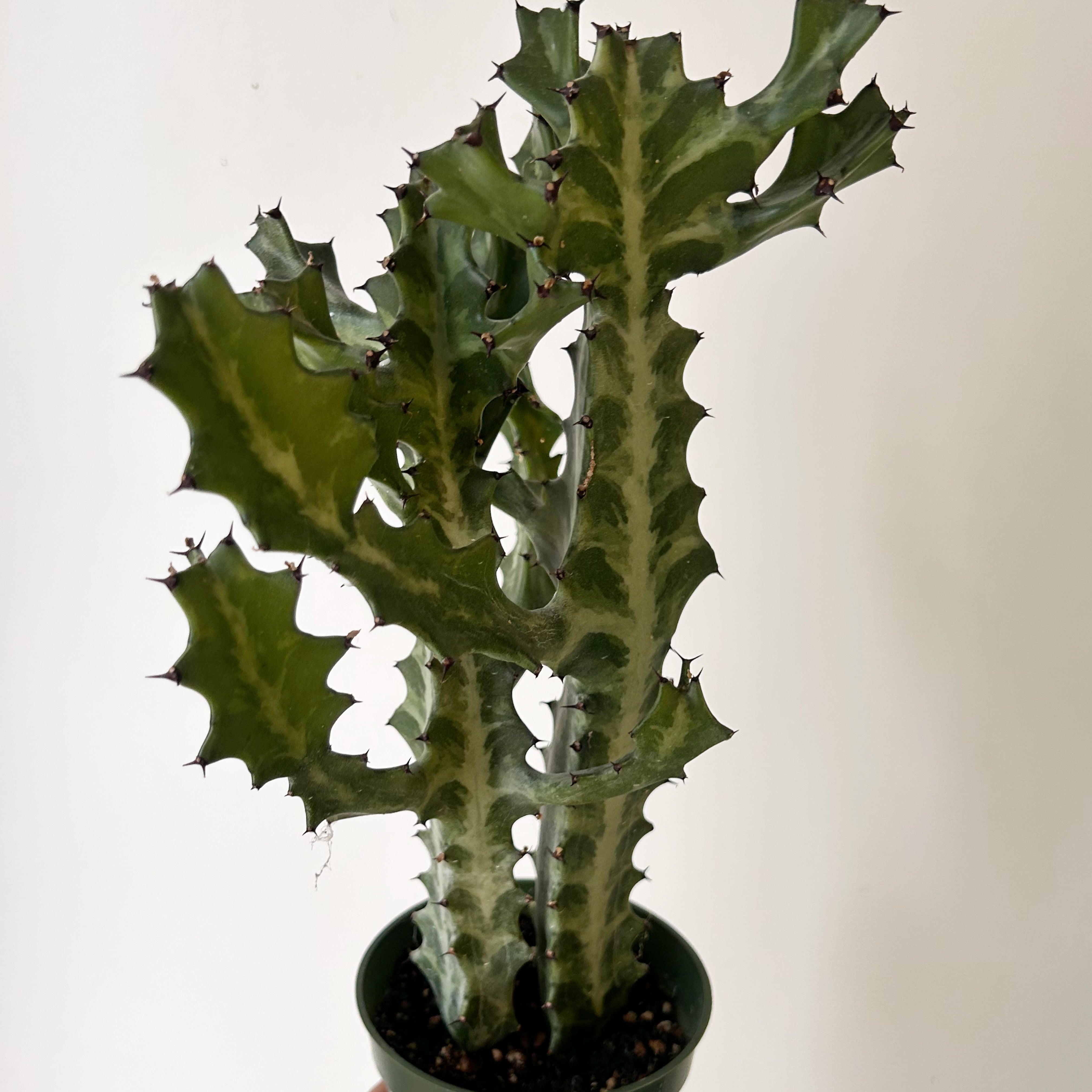 Variegated Euphorbia lactea “Milkstripe” (two stalks) 4” pot