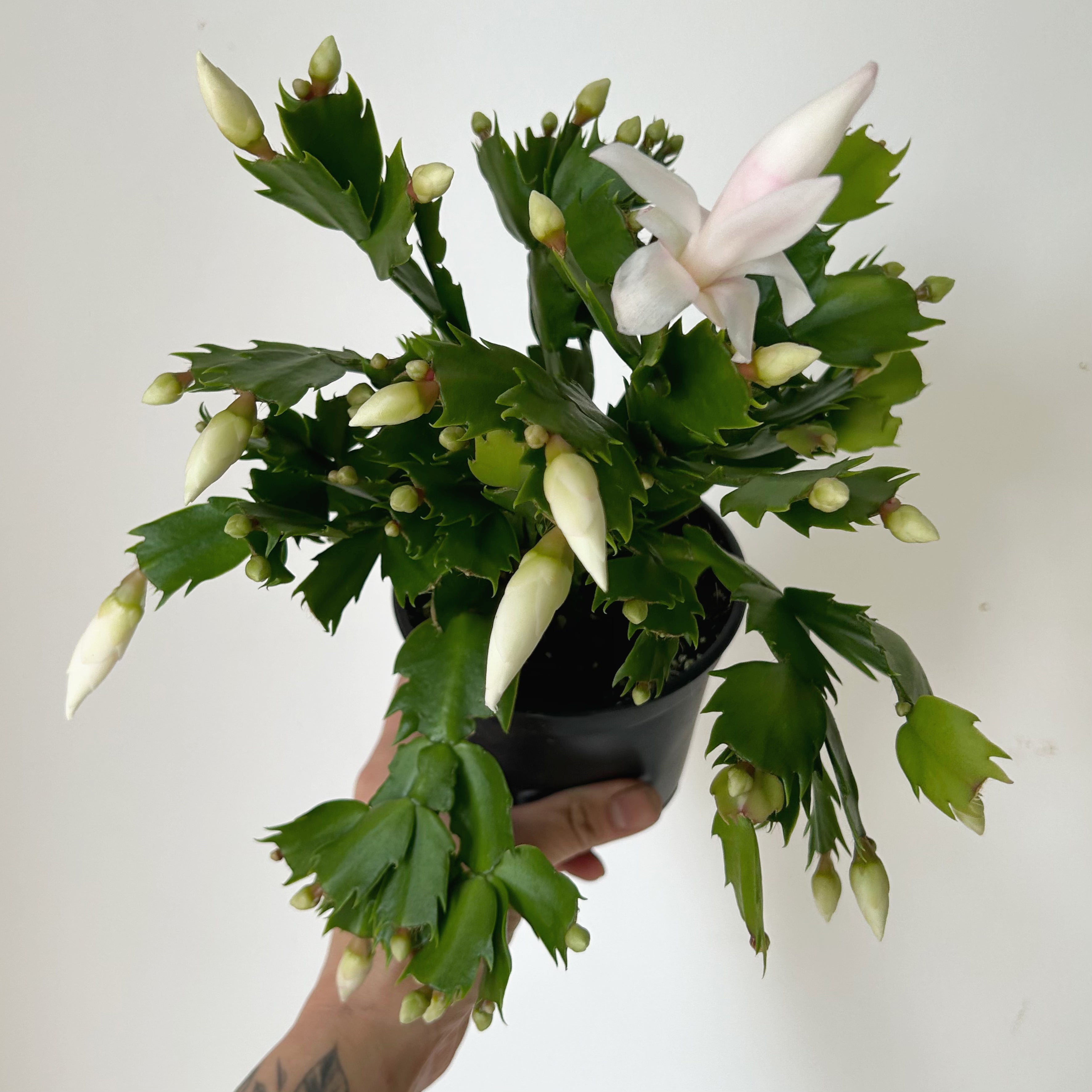 Holiday Cactus (Schlumbergera truncata)4” pot