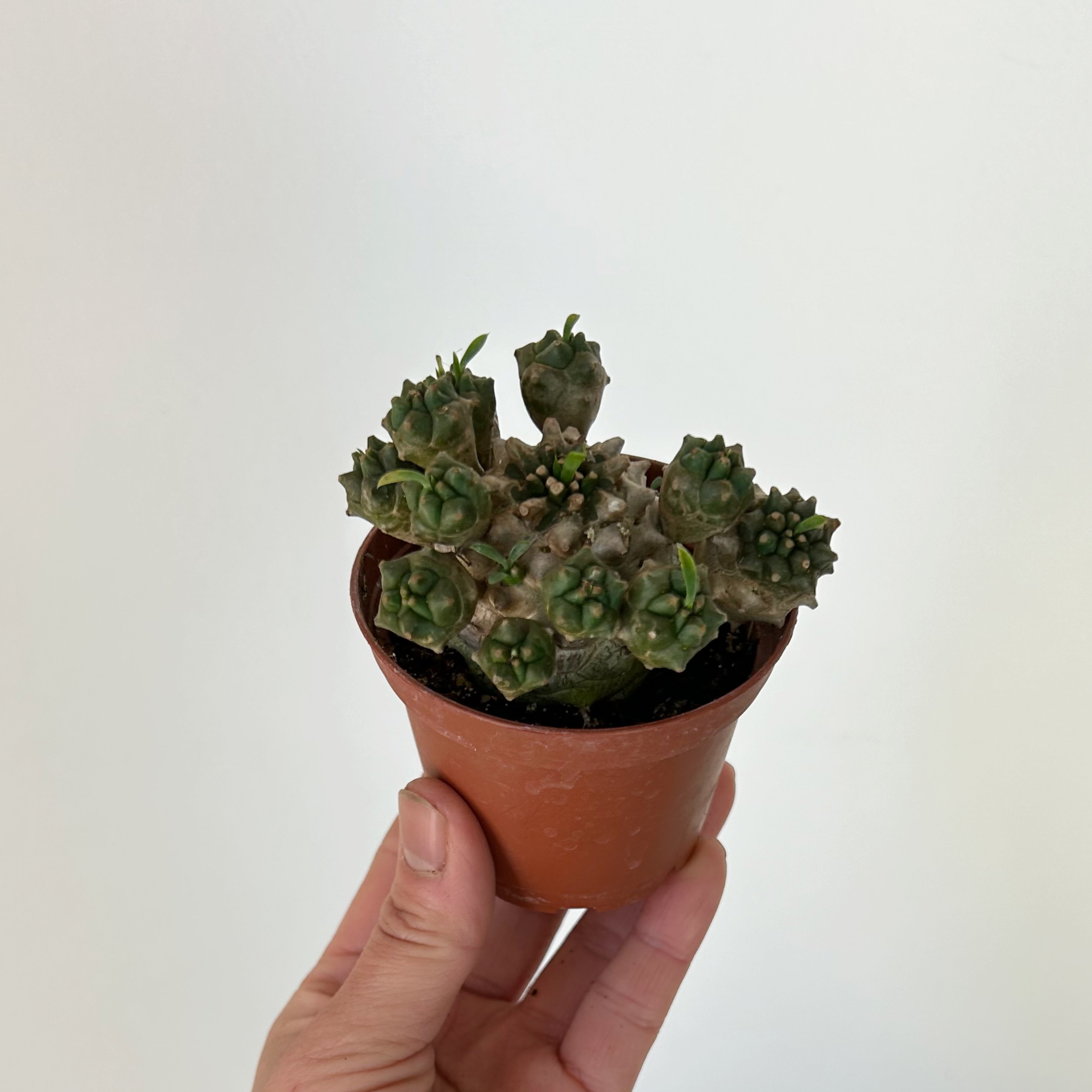 Euphorbia bupleurifolia x susannae 3” pot