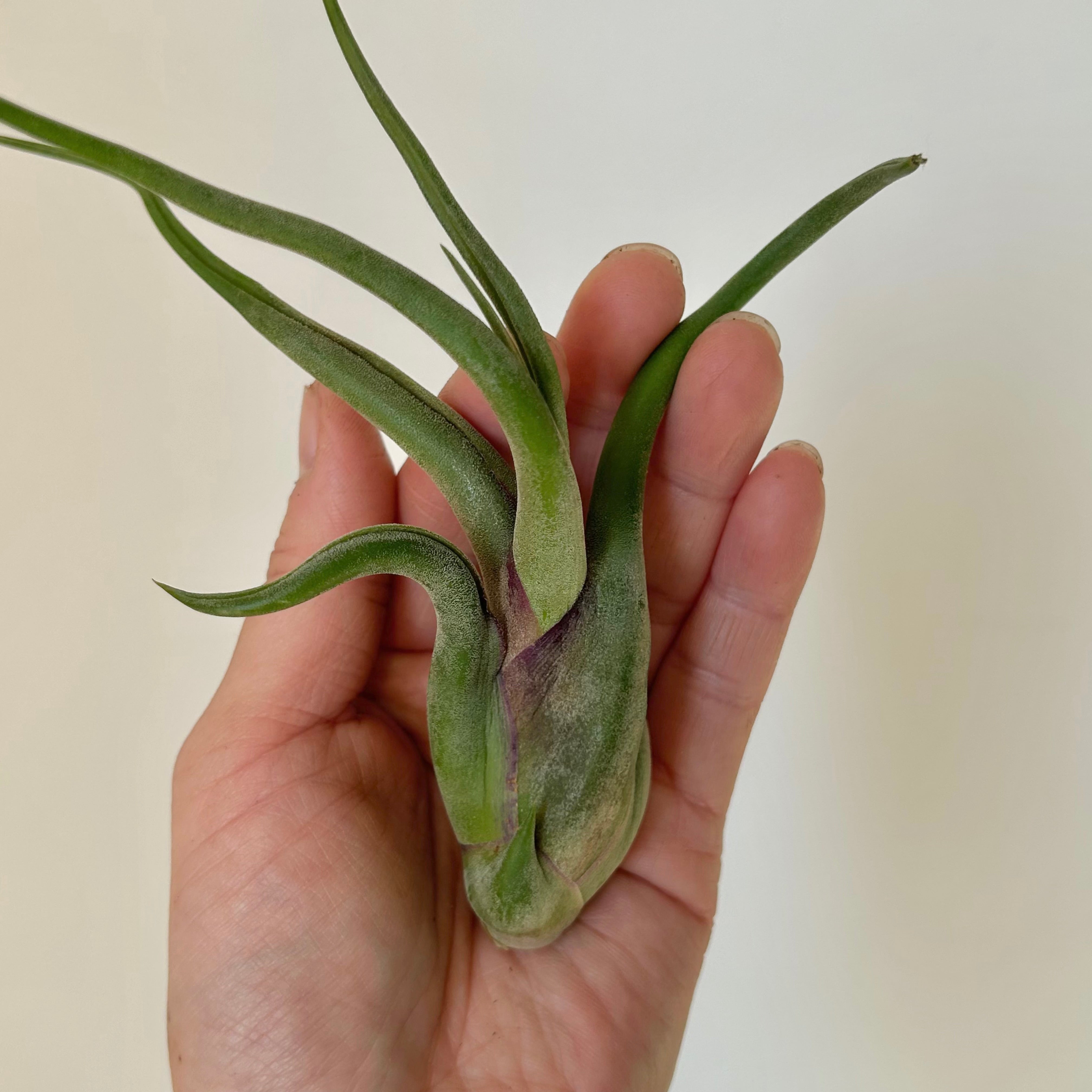 Tillandsia Caput Medusae