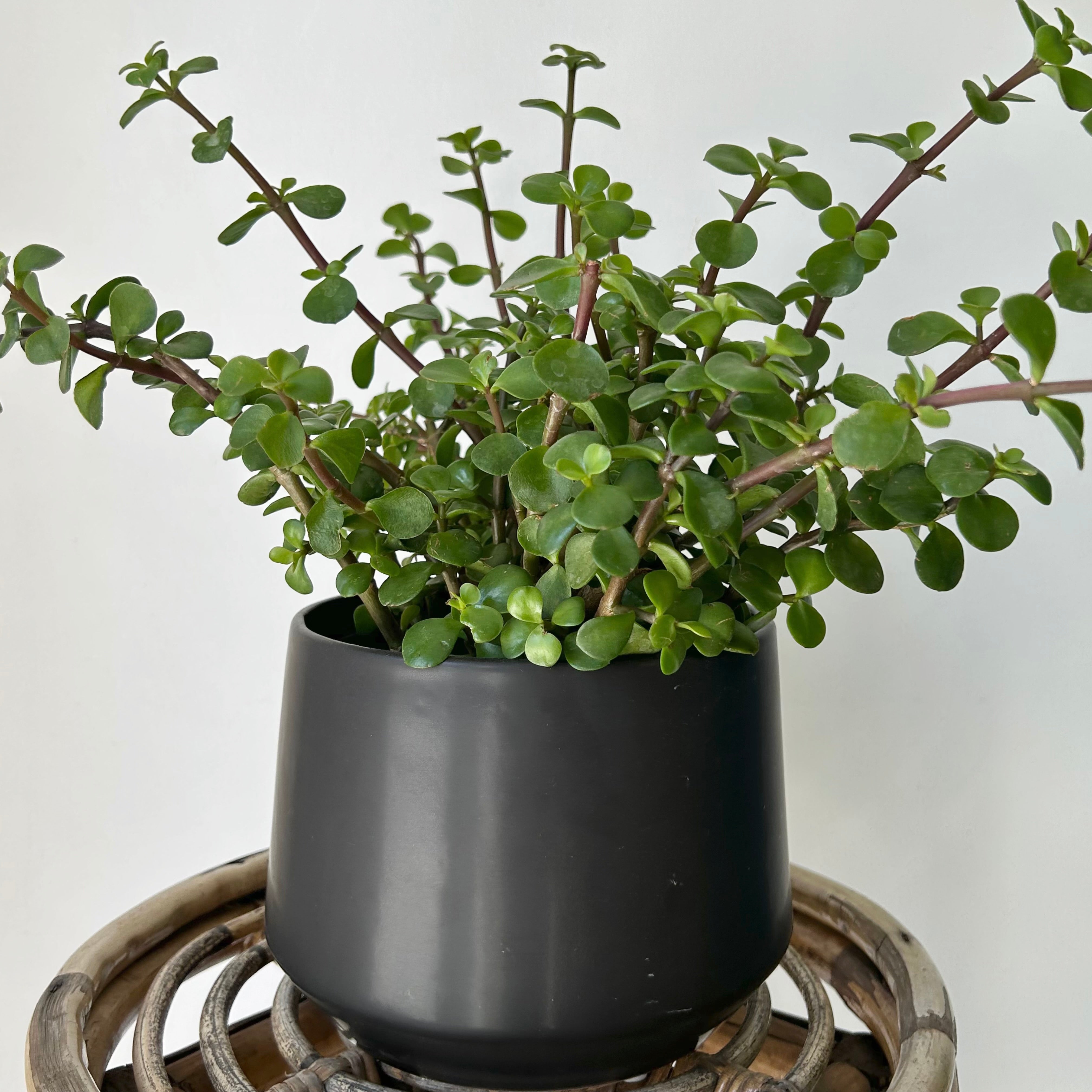 Portulacaria Afra "Elephant Bush" Succulent 6” pot